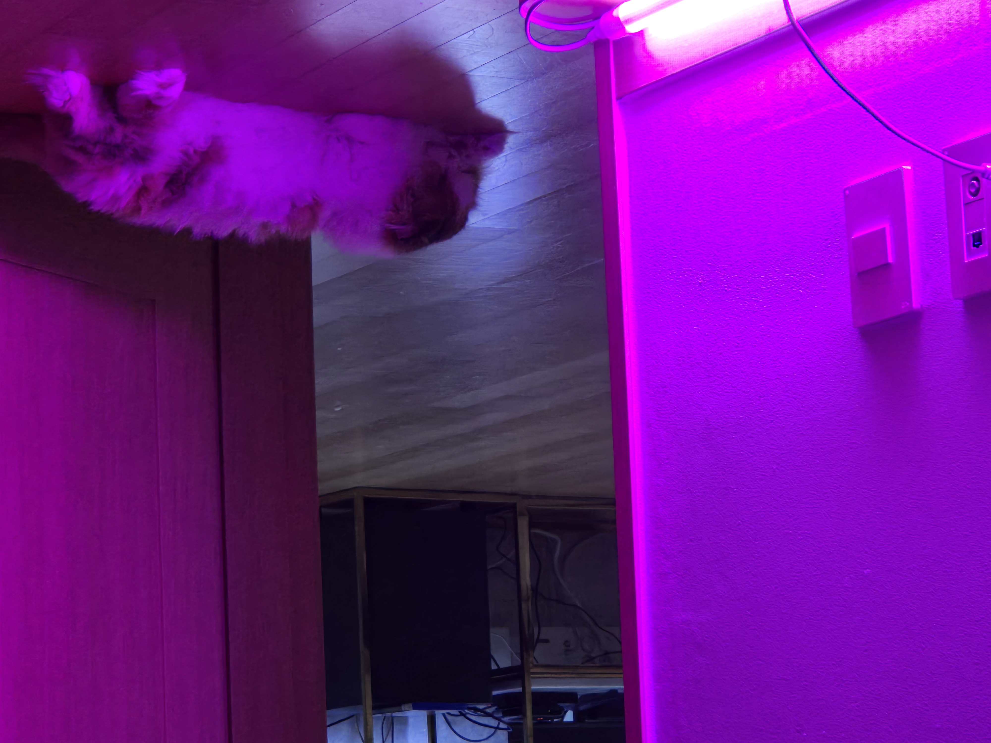 크룩섕스(알코) 6개월차 후기남겨요