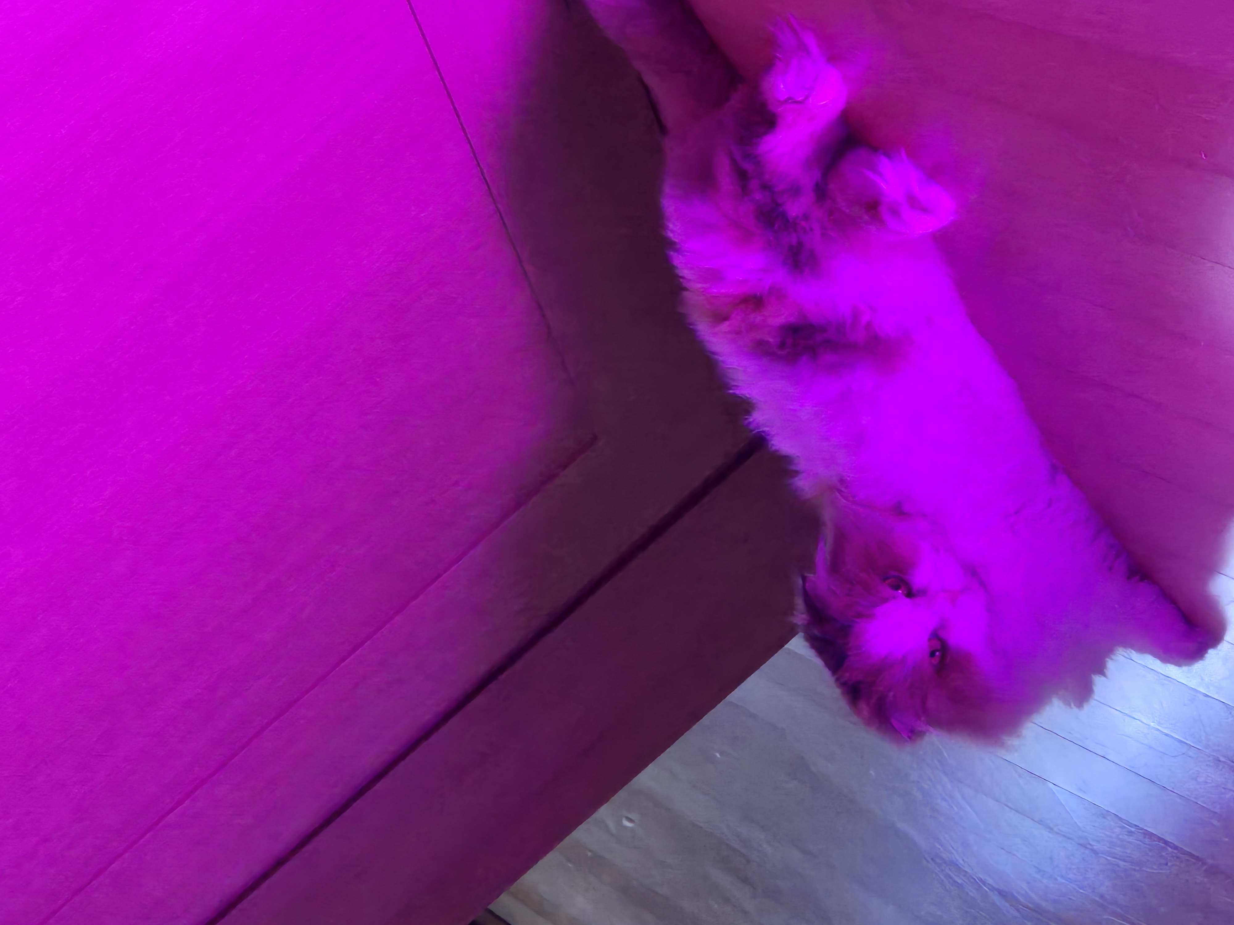 크룩섕스(알코) 6개월차 후기남겨요