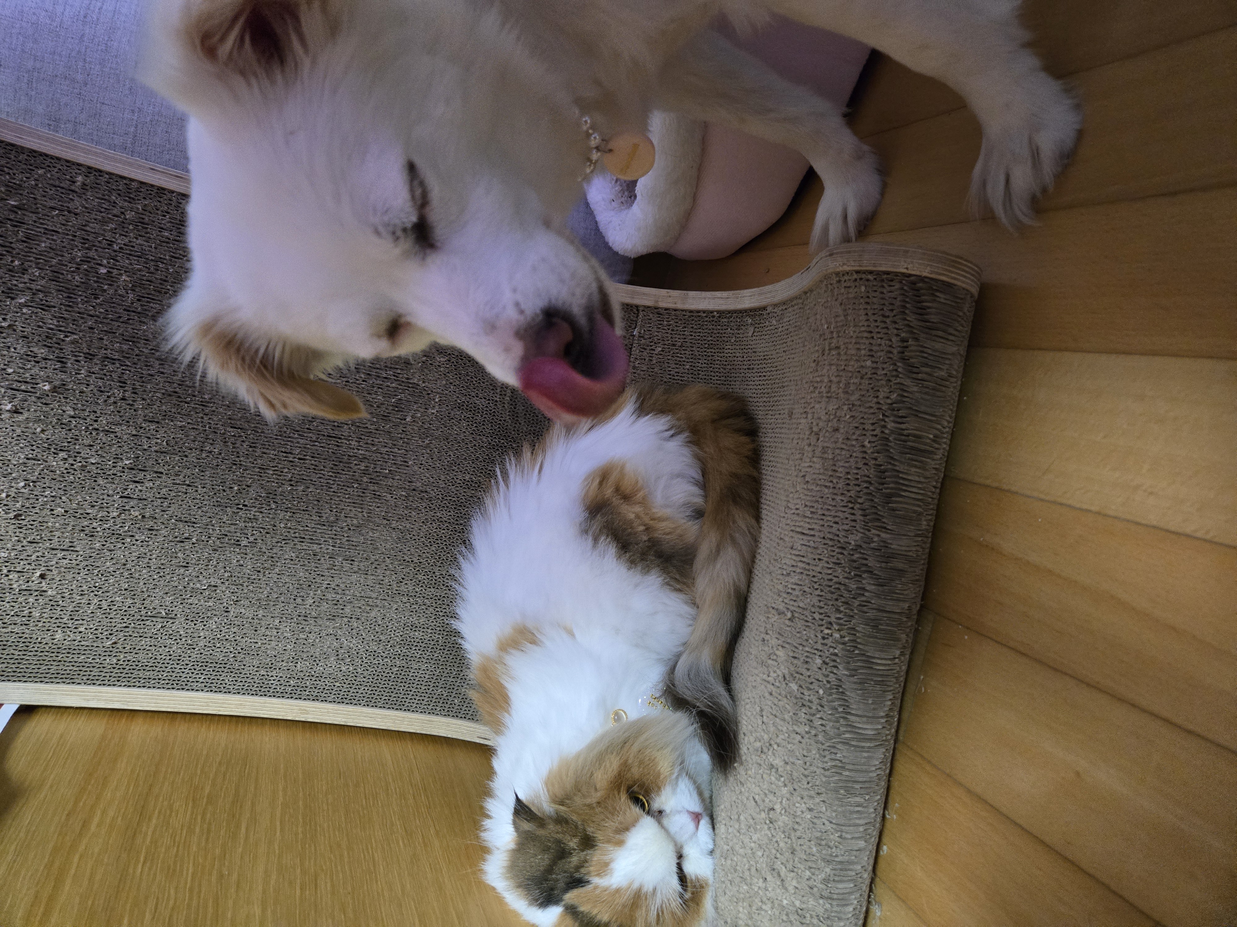 크룩섕스(알코) 6개월차 후기남겨요