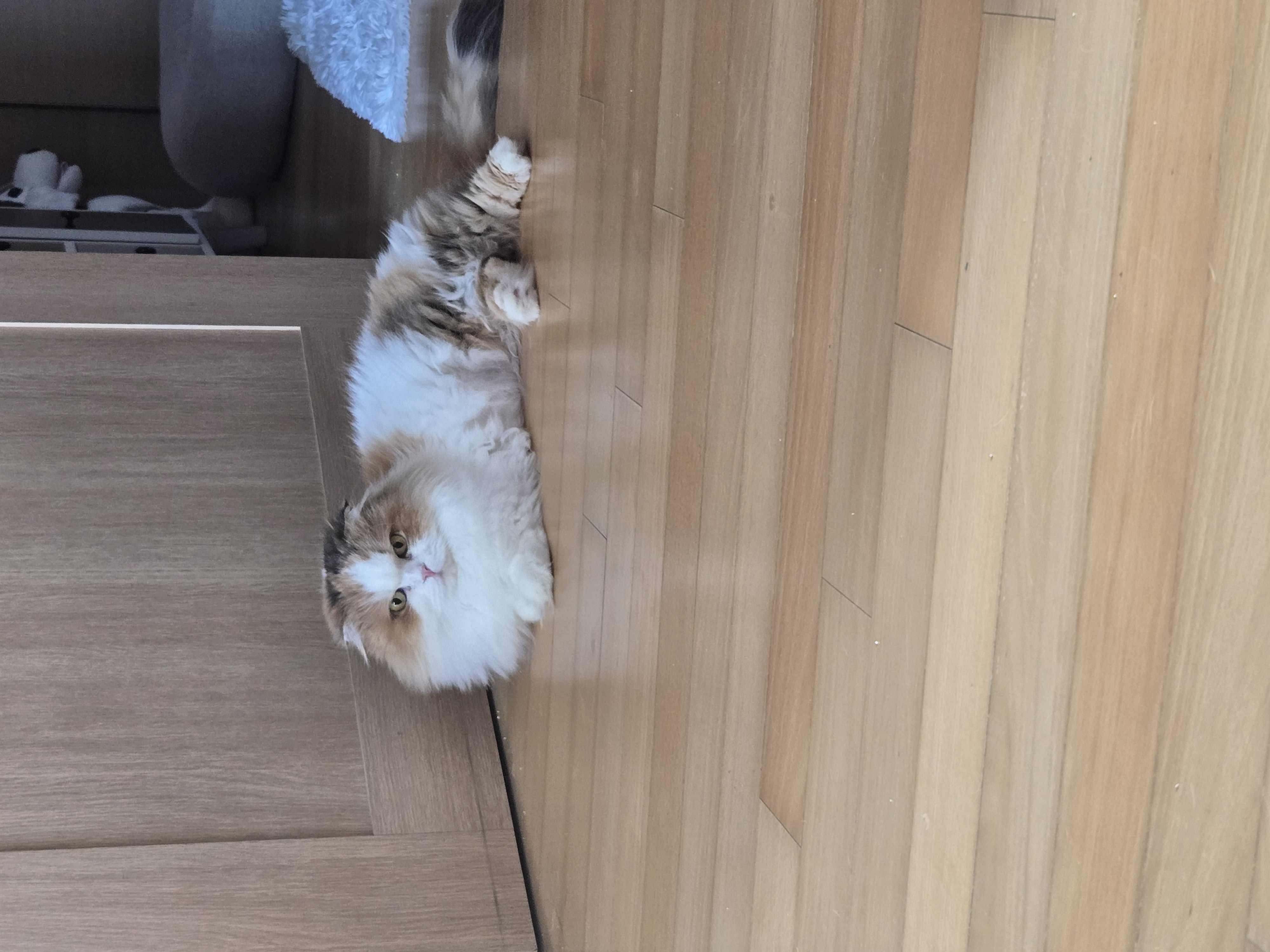 크룩섕스(알코) 6개월차 후기남겨요