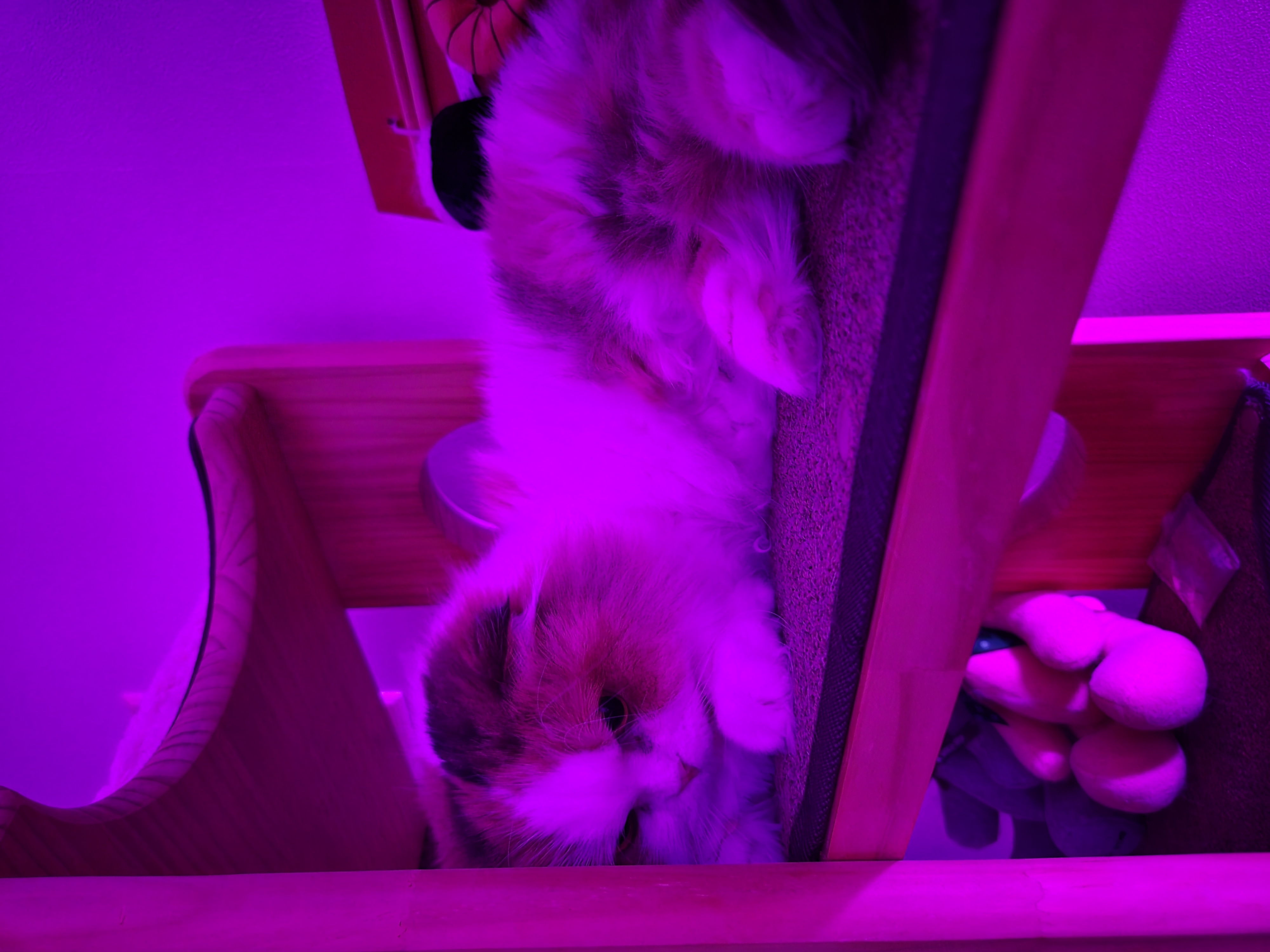 크룩섕스(알코) 6개월차 후기남겨요