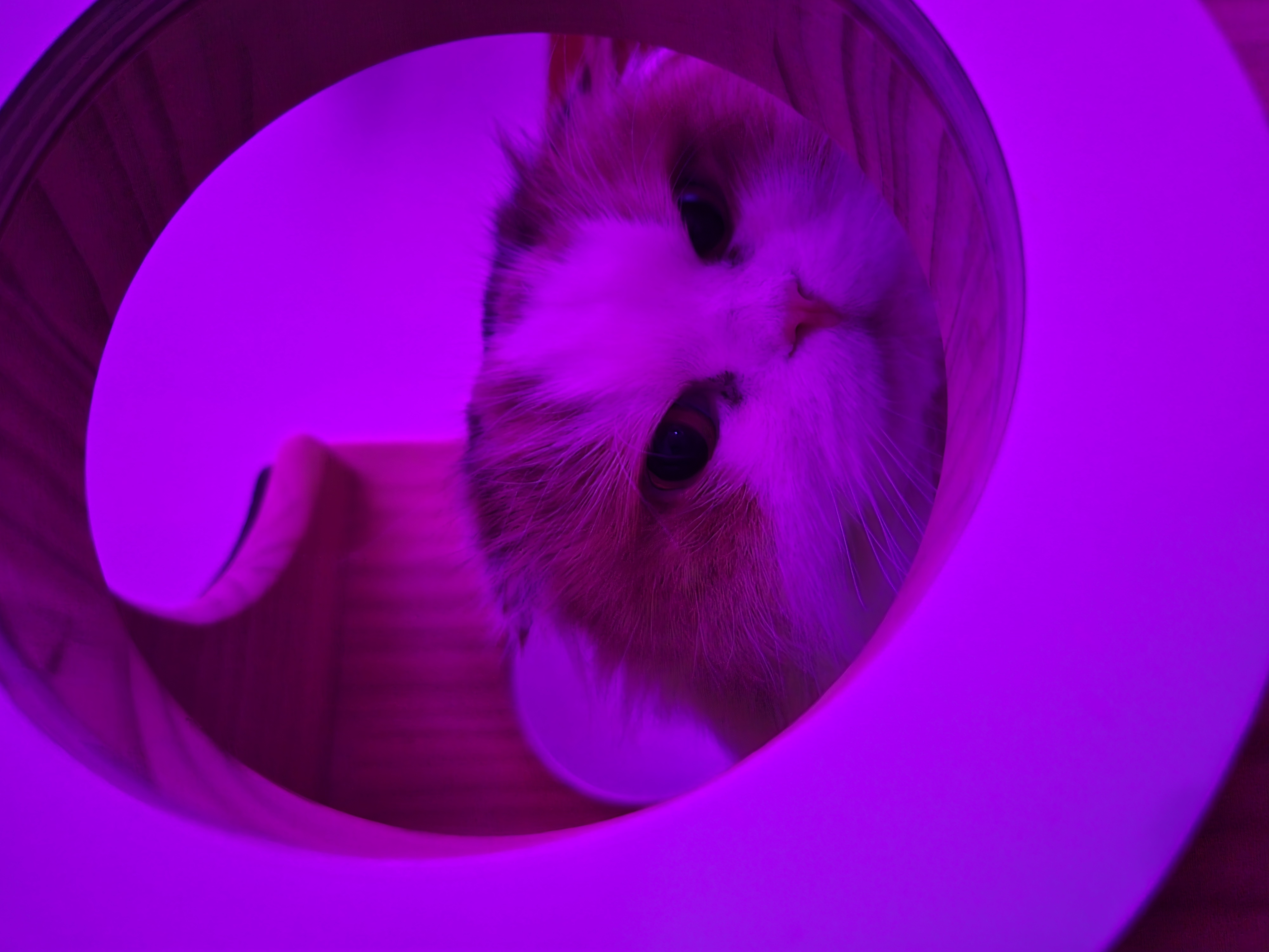 크룩섕스(알코) 6개월차 후기남겨요