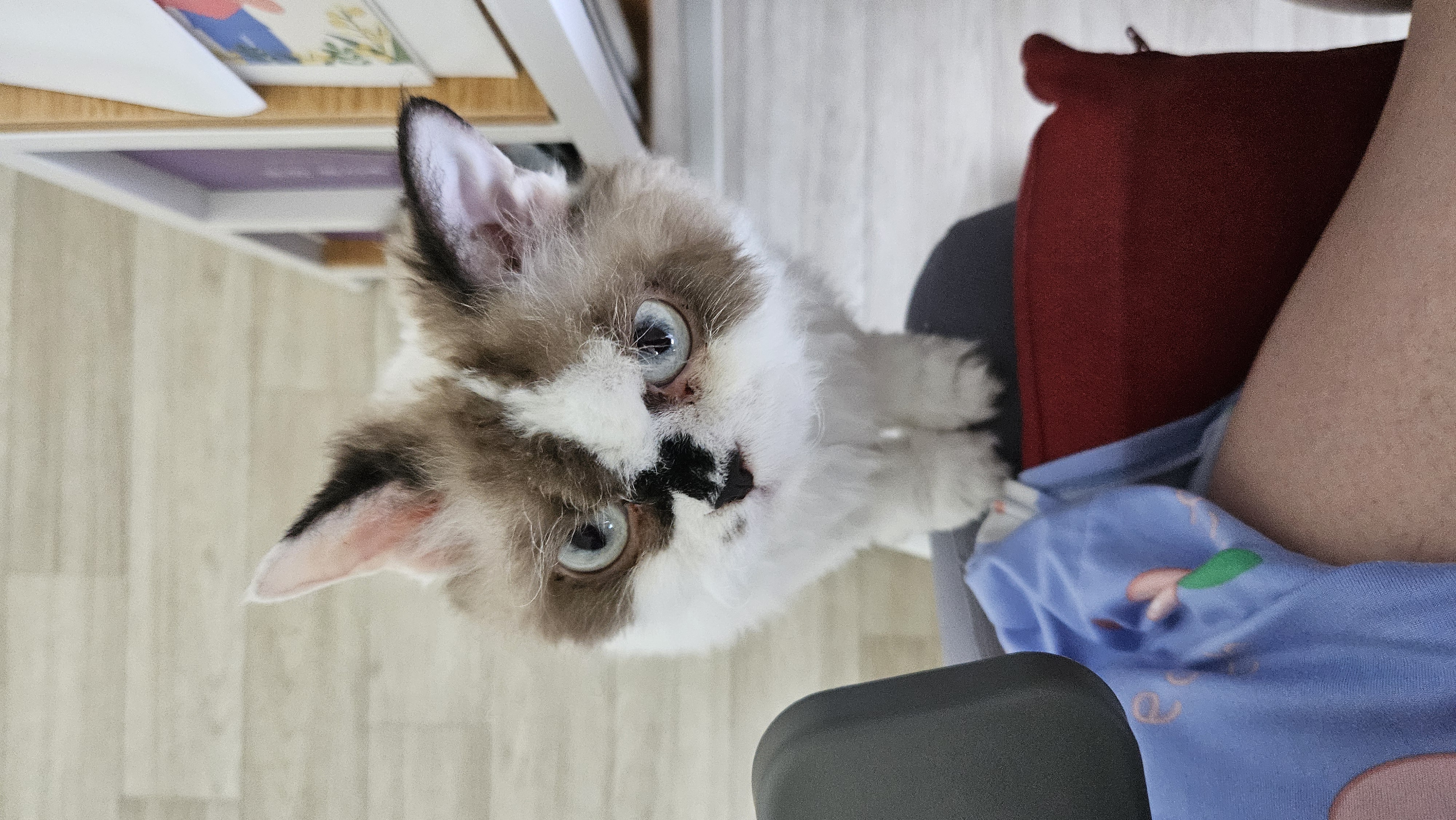 꾸꾸(구꾸 현레) 입양 일주일 후기입니다!