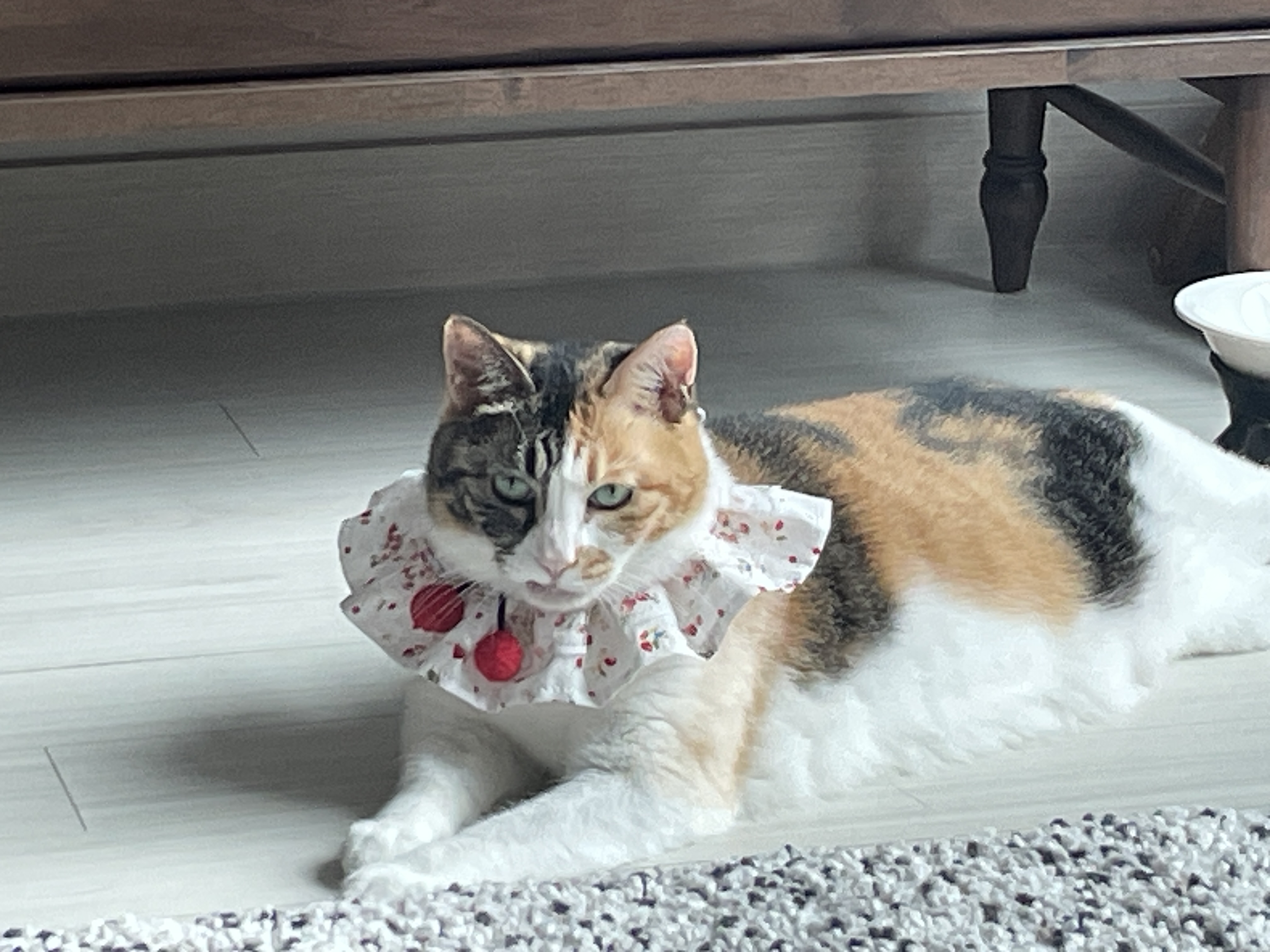 해로(해모)는 잘 지내고 있습니다~