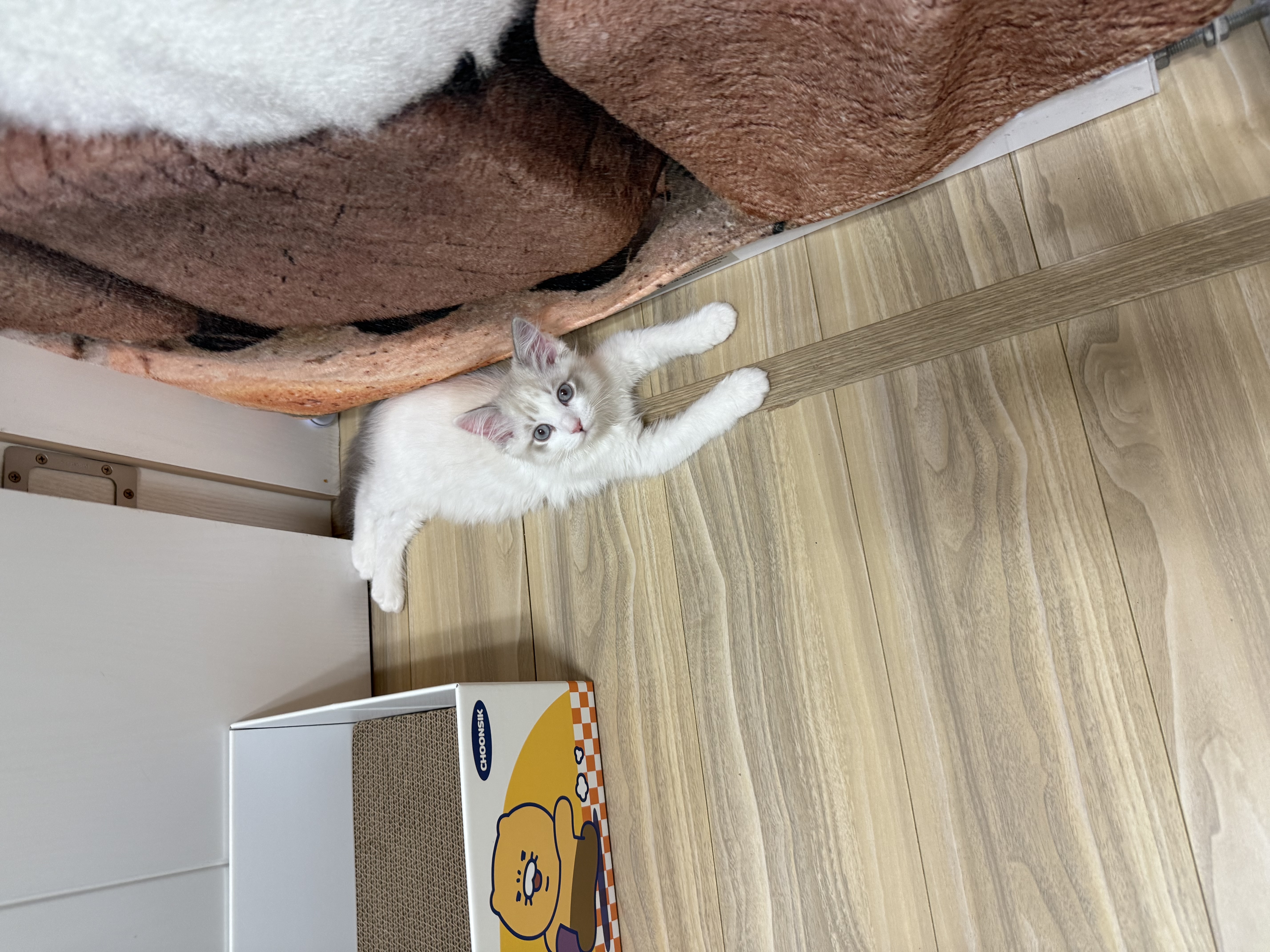 고로롱과의 일주일:) <울산 구조묘 동둘이>