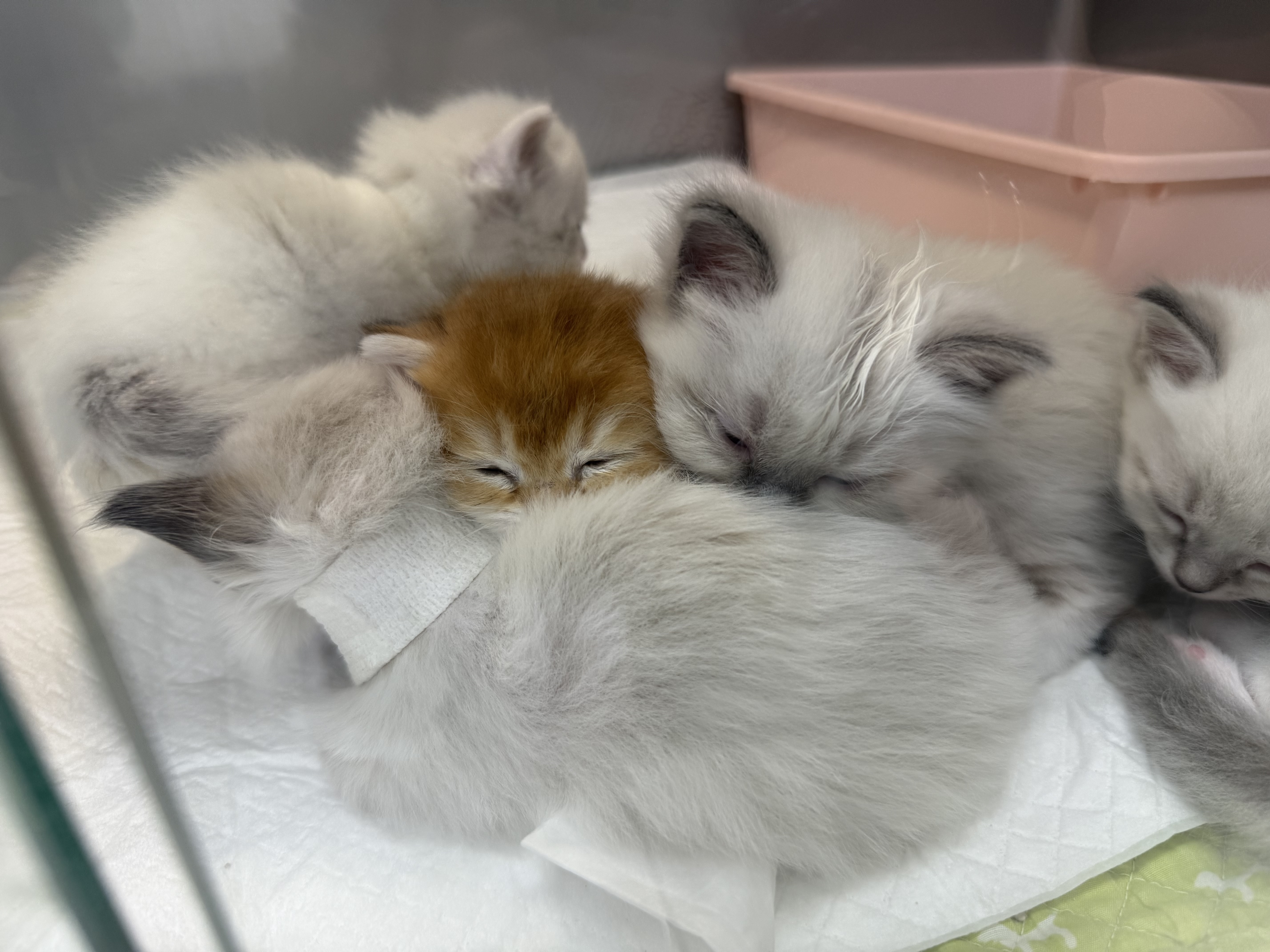 고로롱과의 일주일:) <울산 구조묘 동둘이>