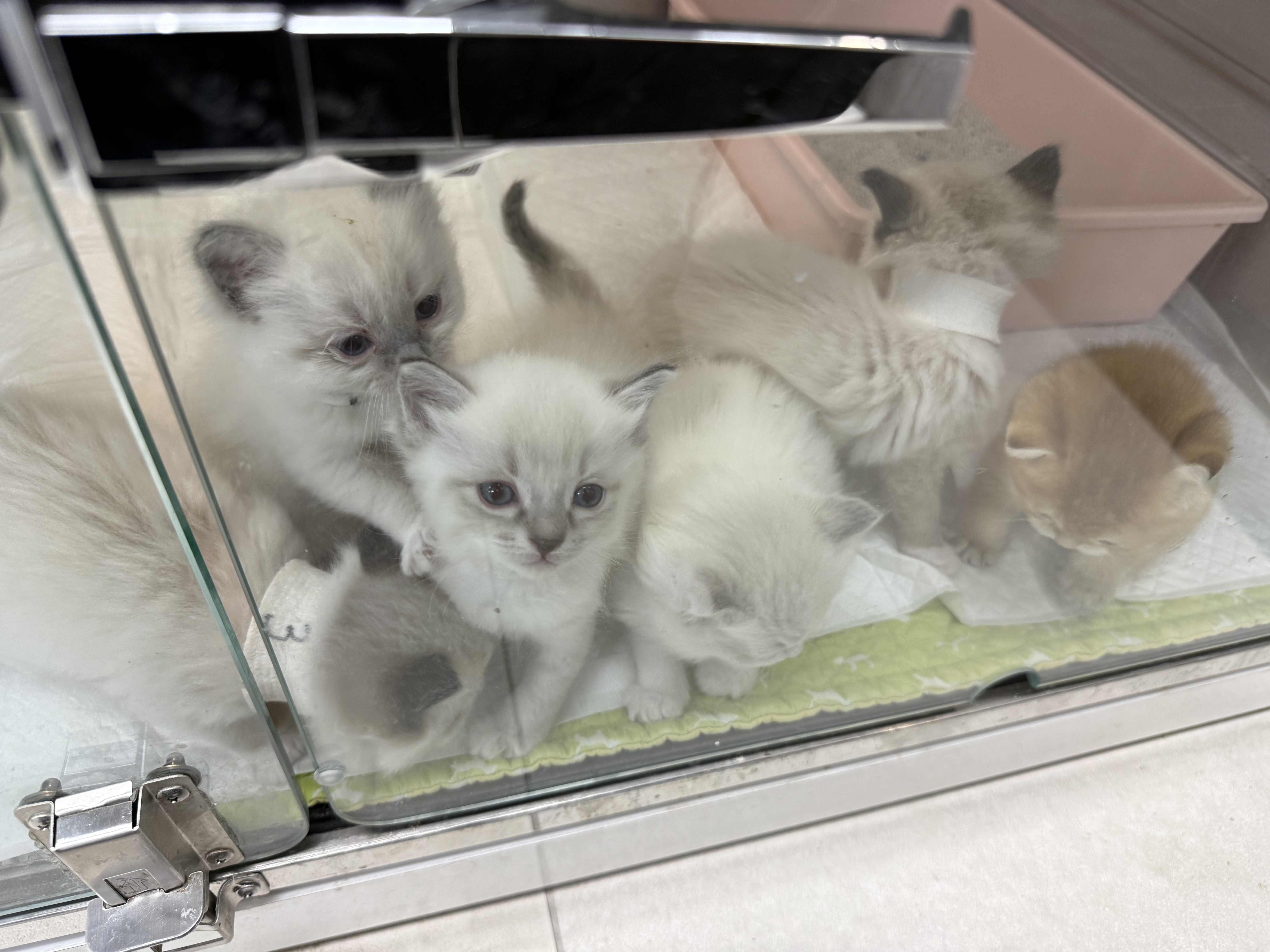 고로롱과의 일주일:) <울산 구조묘 동둘이>