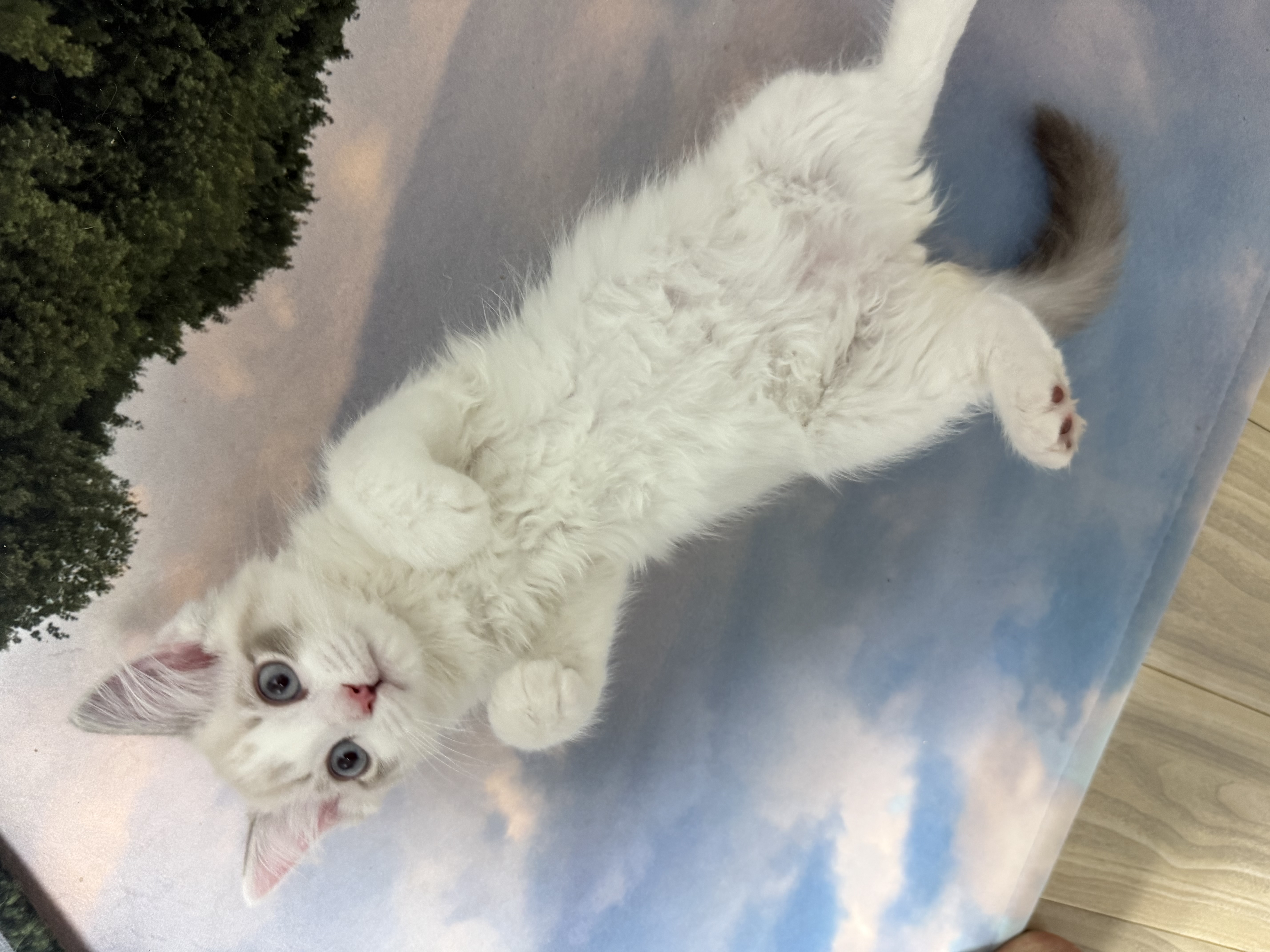 고로롱과의 일주일:) <울산 구조묘 동둘이>