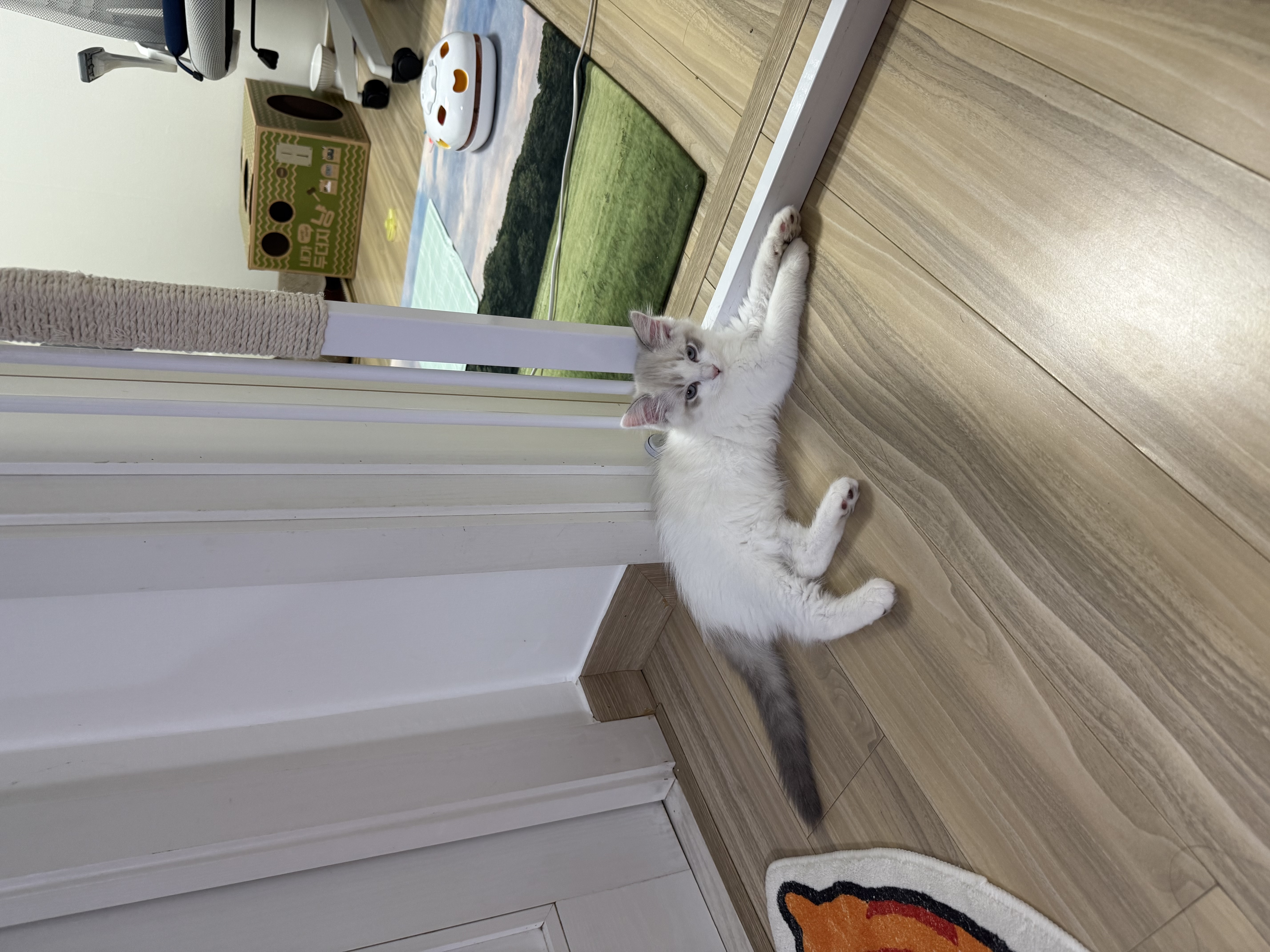 고로롱과의 일주일:) <울산 구조묘 동둘이>