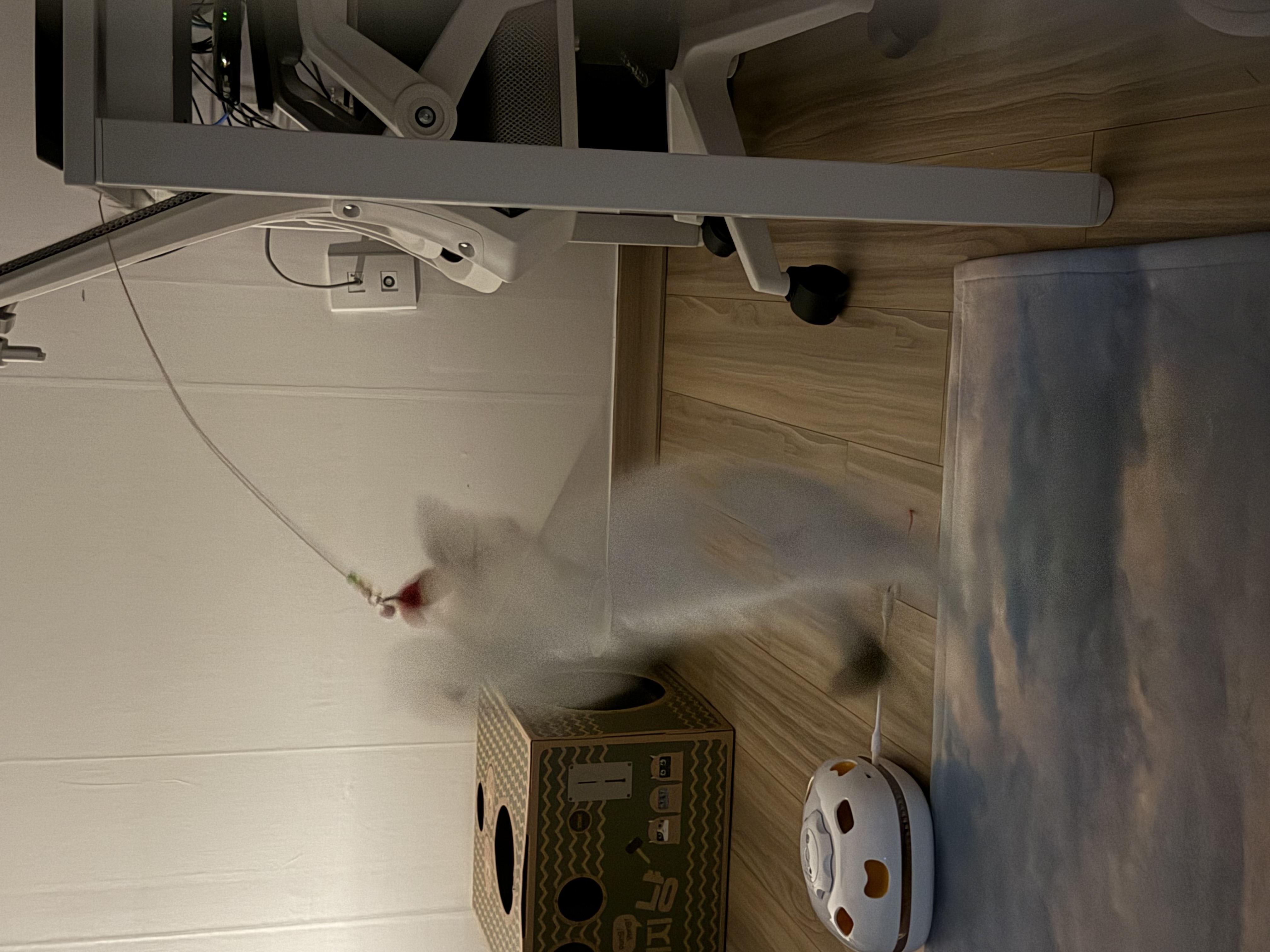 고로롱과의 일주일:) <울산 구조묘 동둘이>