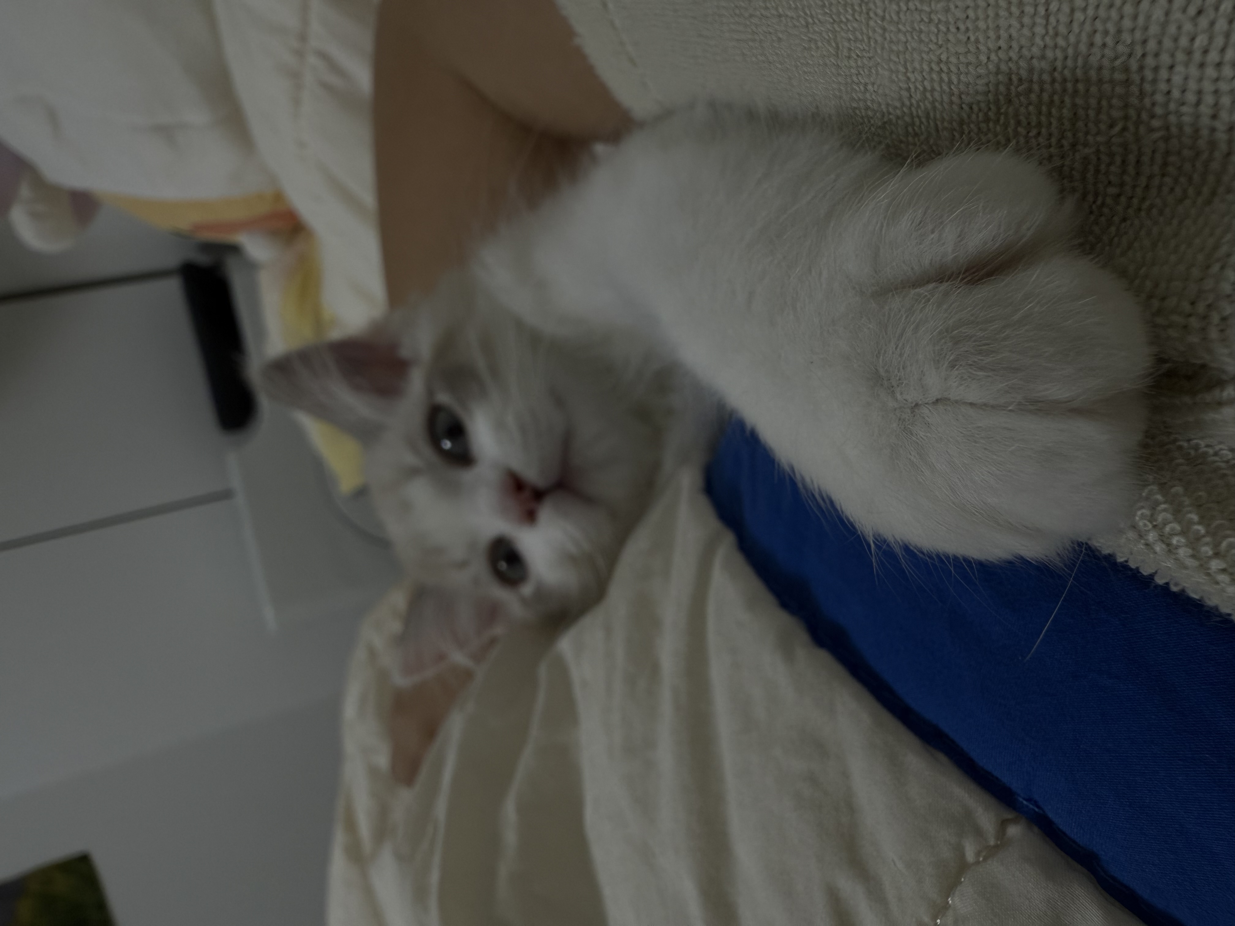 고로롱과의 일주일:) <울산 구조묘 동둘이>