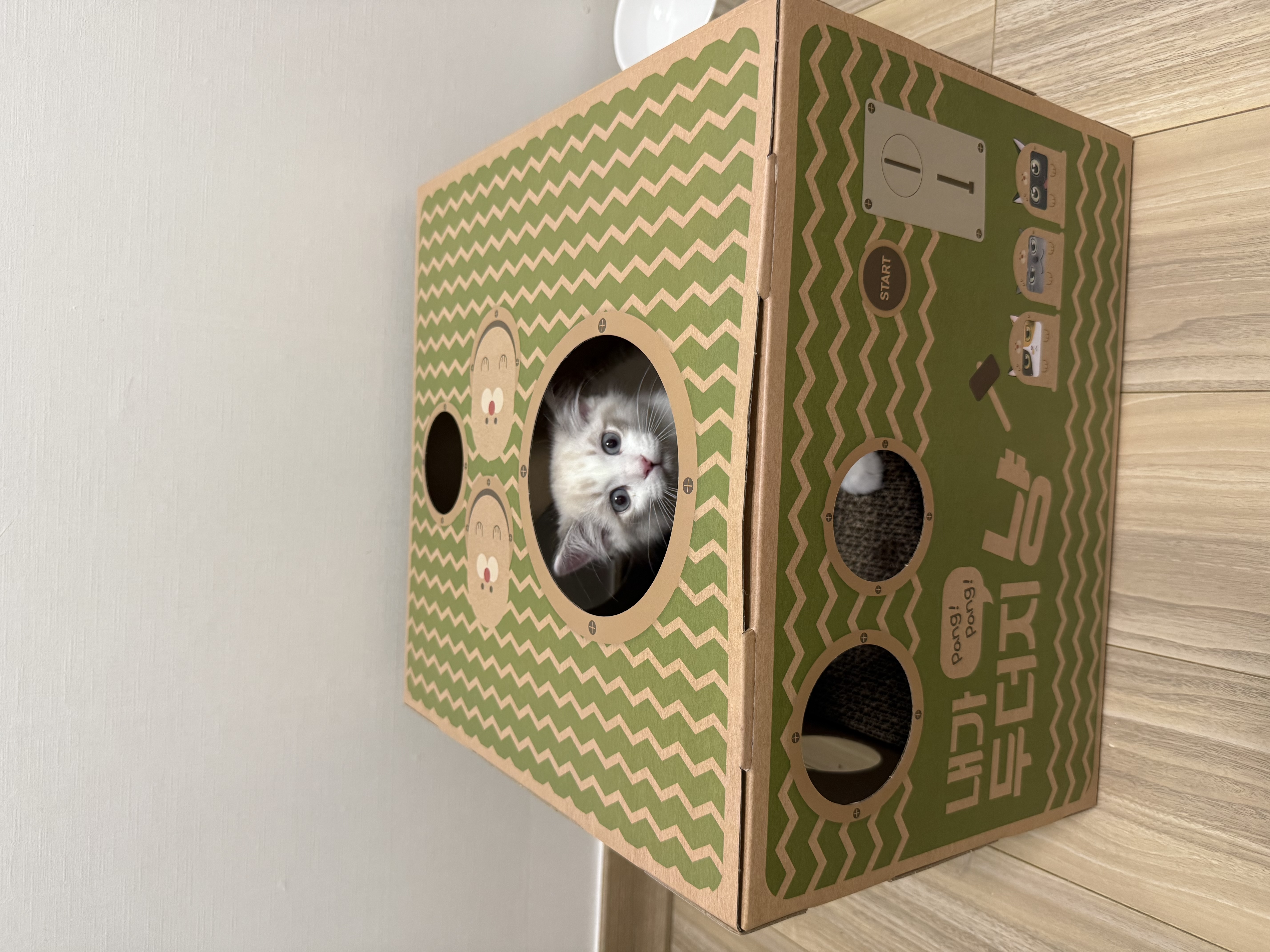 고로롱과의 일주일:) <울산 구조묘 동둘이>