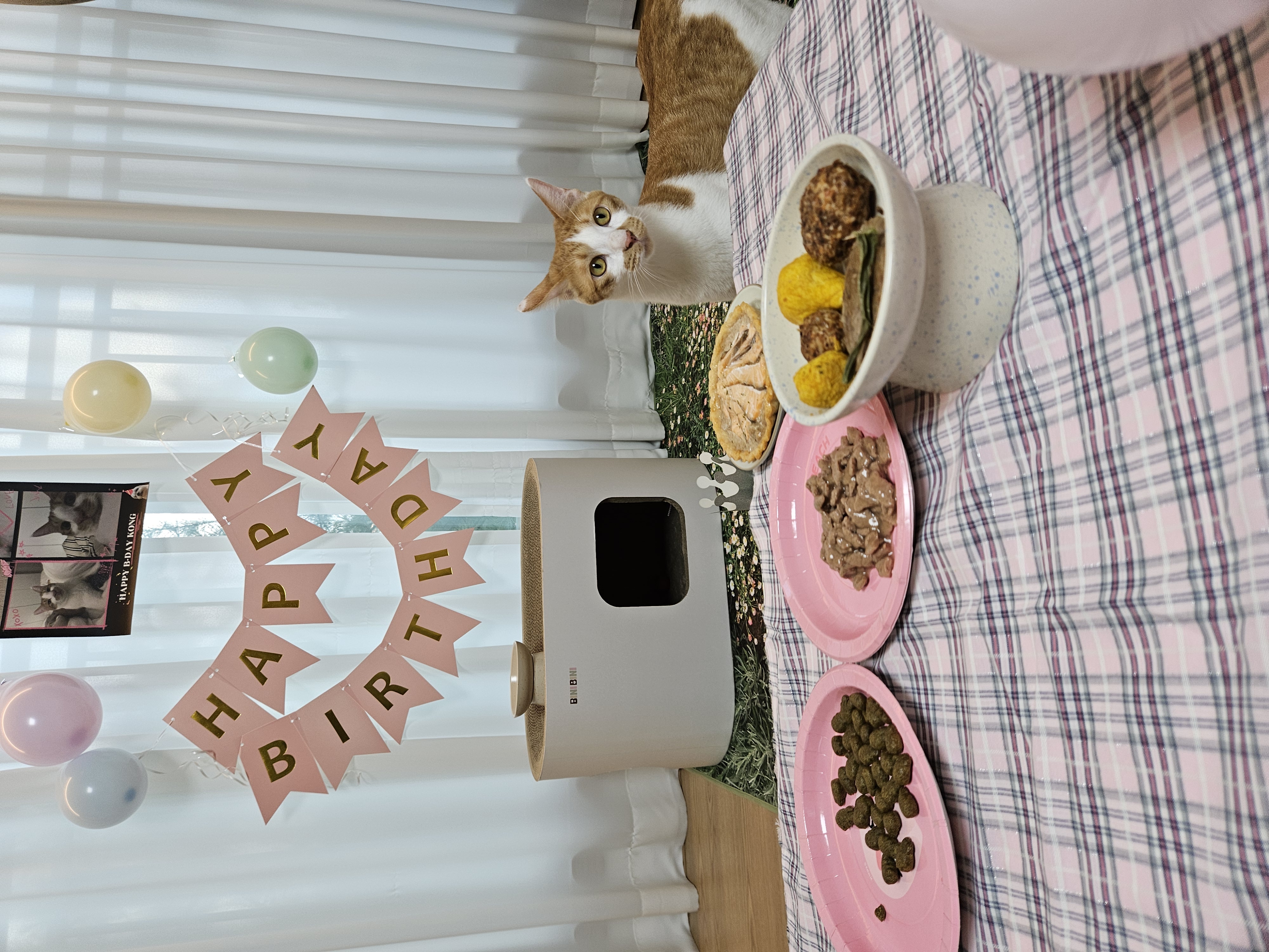 콩(요미)이와 함께한 1년