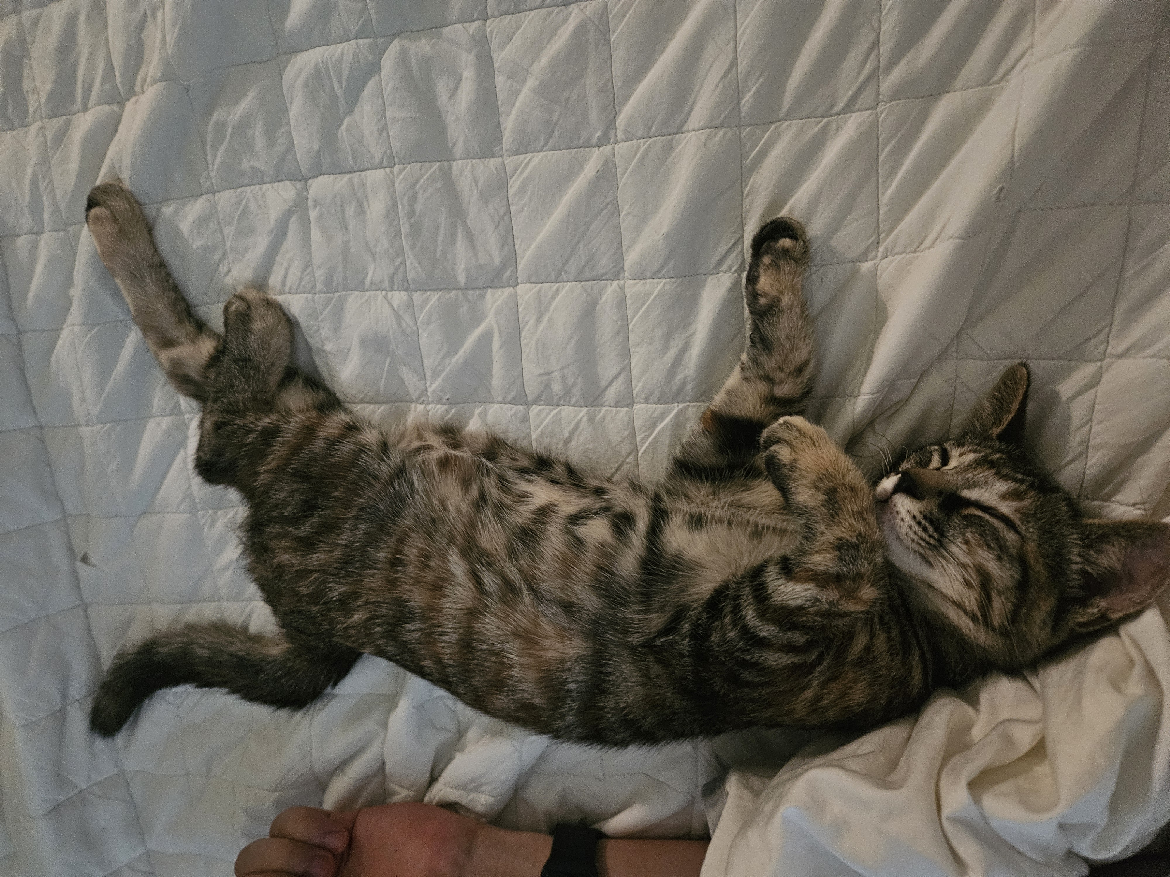 토란이의 1달 적응기