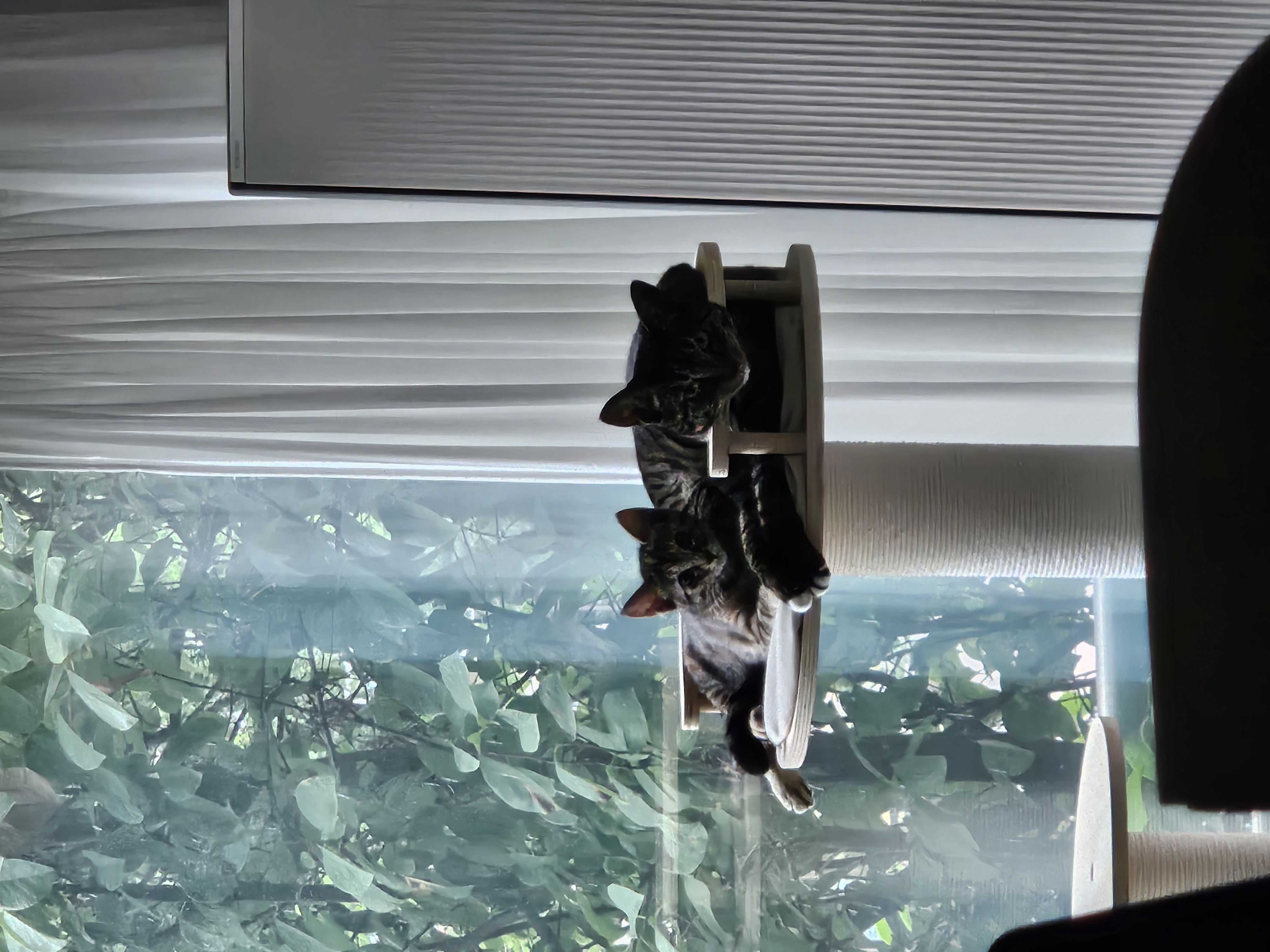 토란이의 1달 적응기