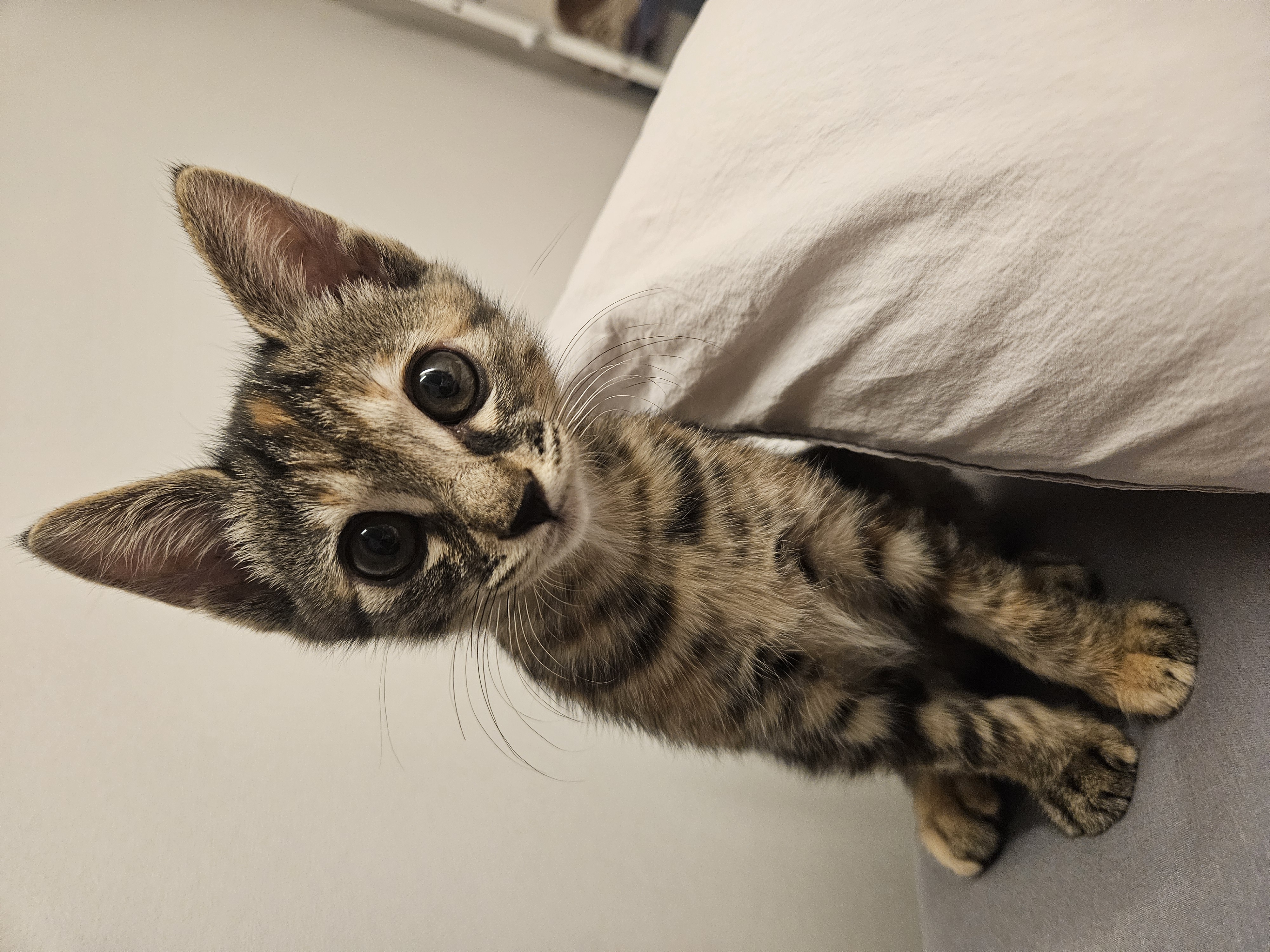 토란이의 1달 적응기