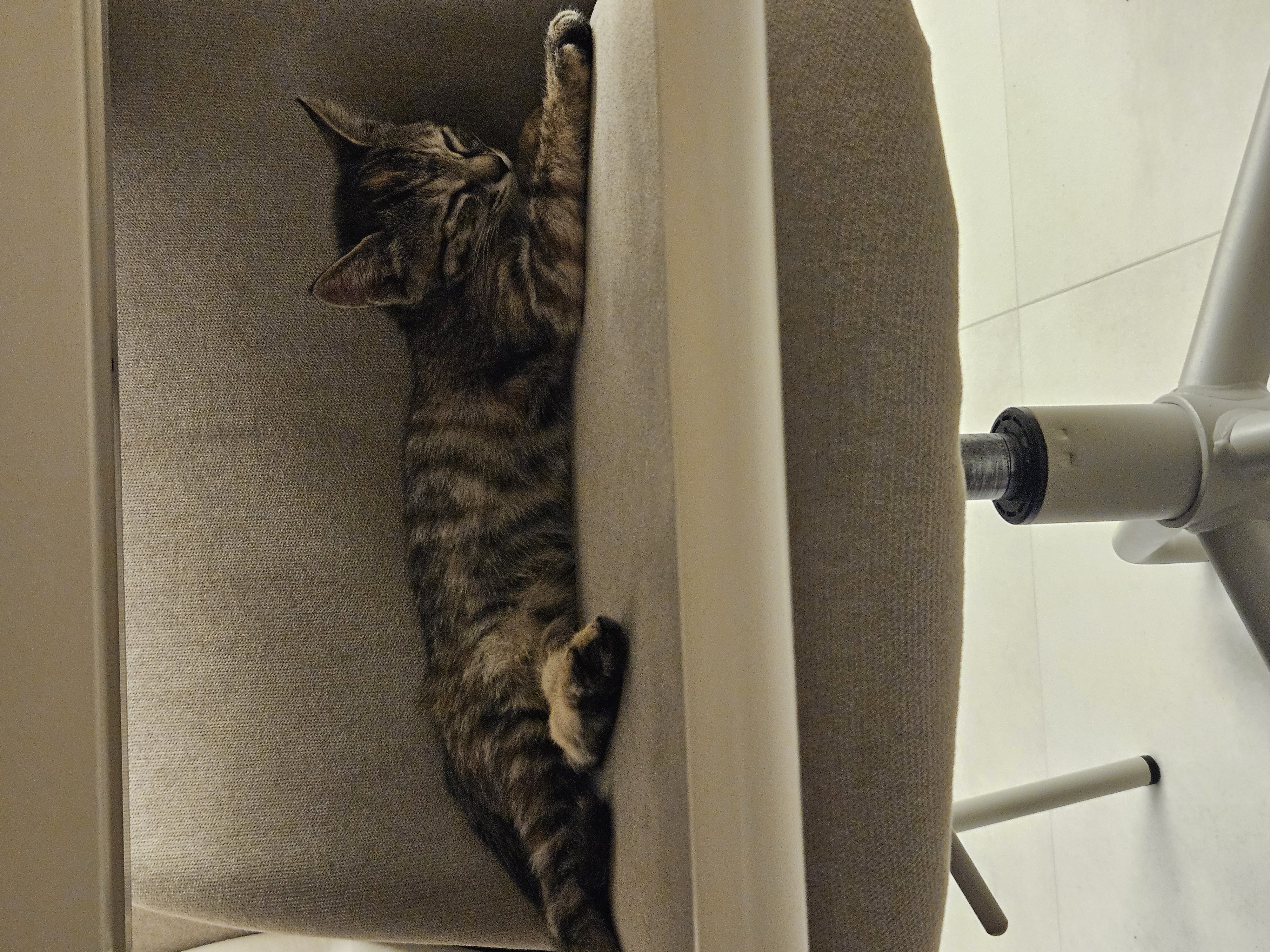 토란이의 1달 적응기