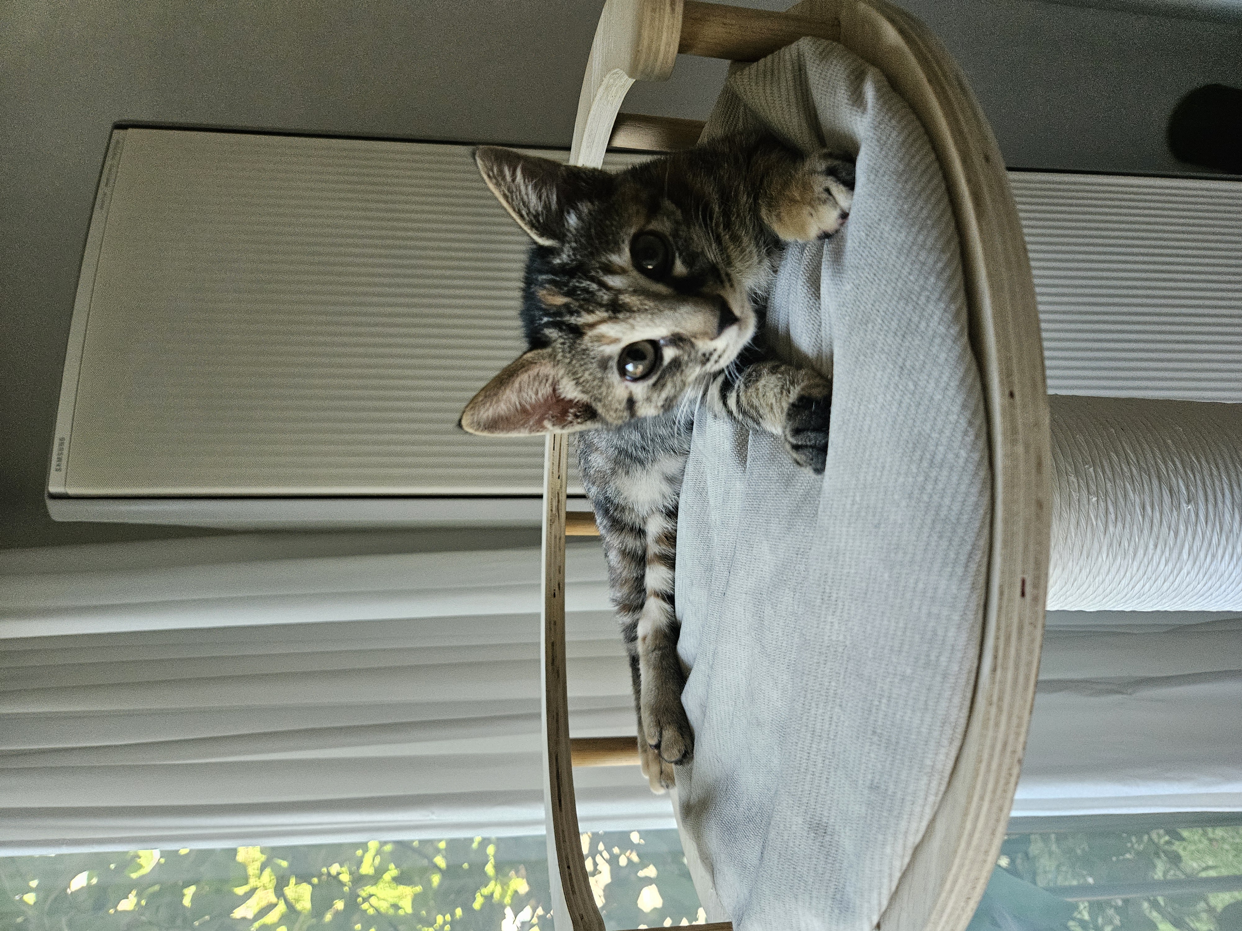 토란이의 1달 적응기