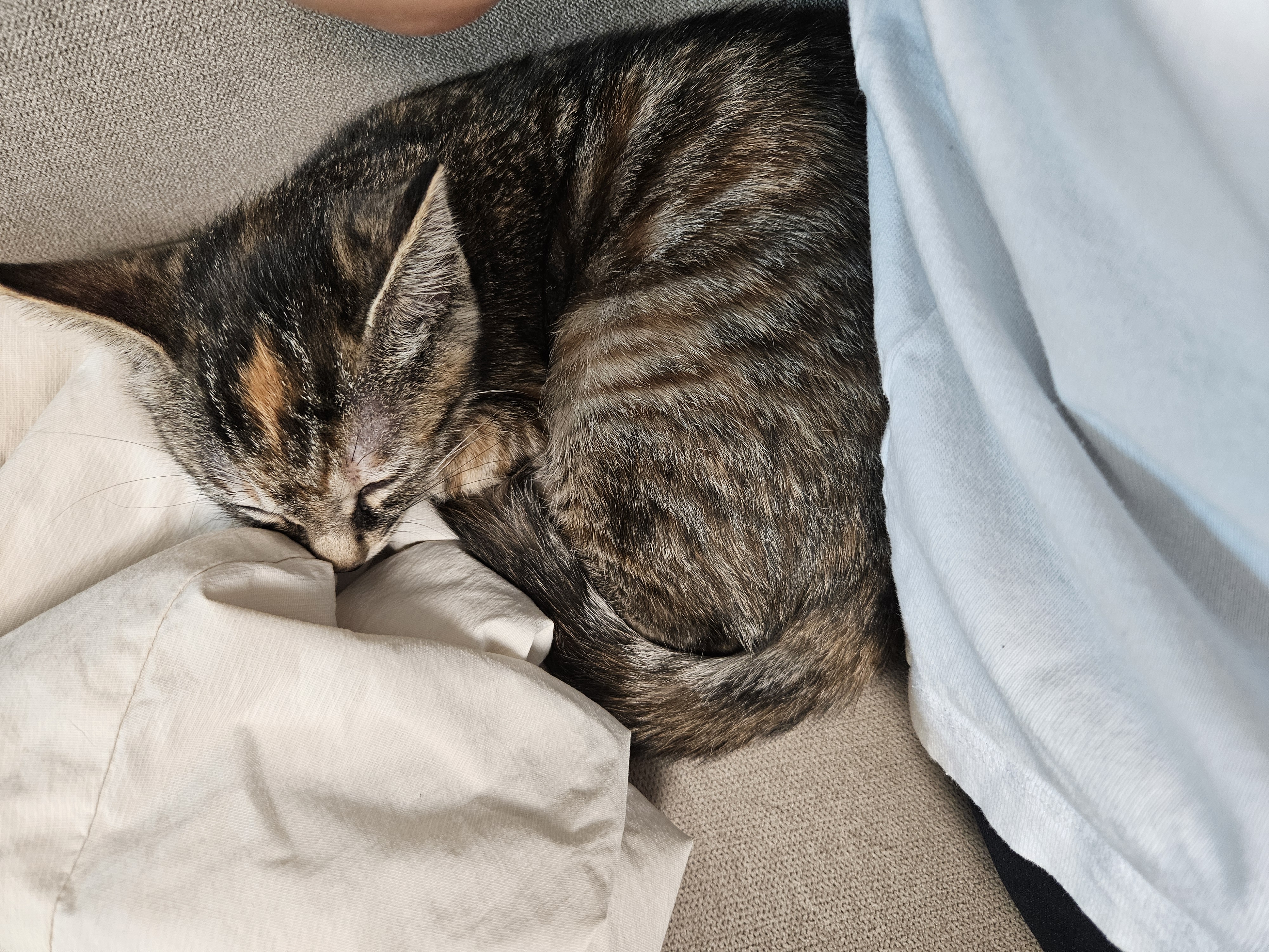 토란이의 1달 적응기