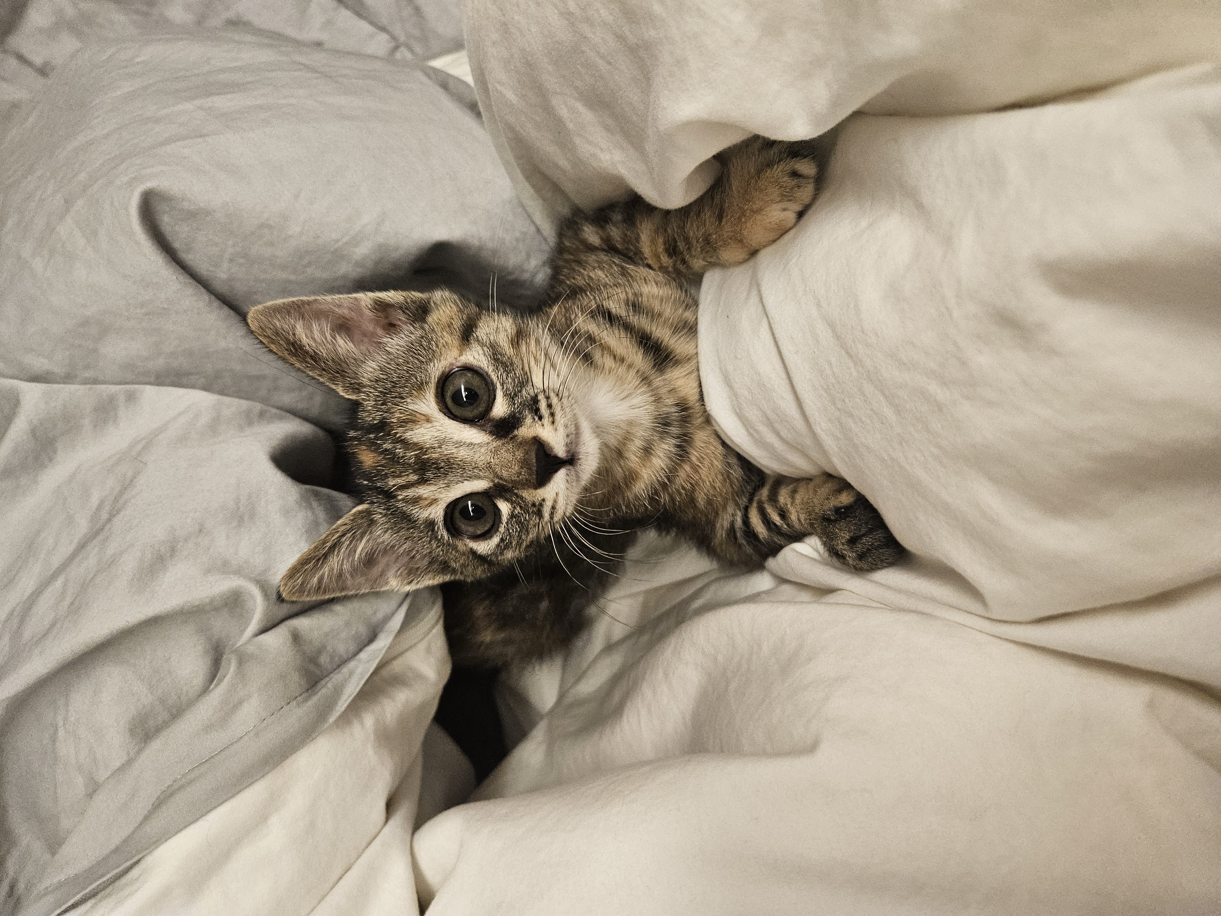 토란이의 1달 적응기