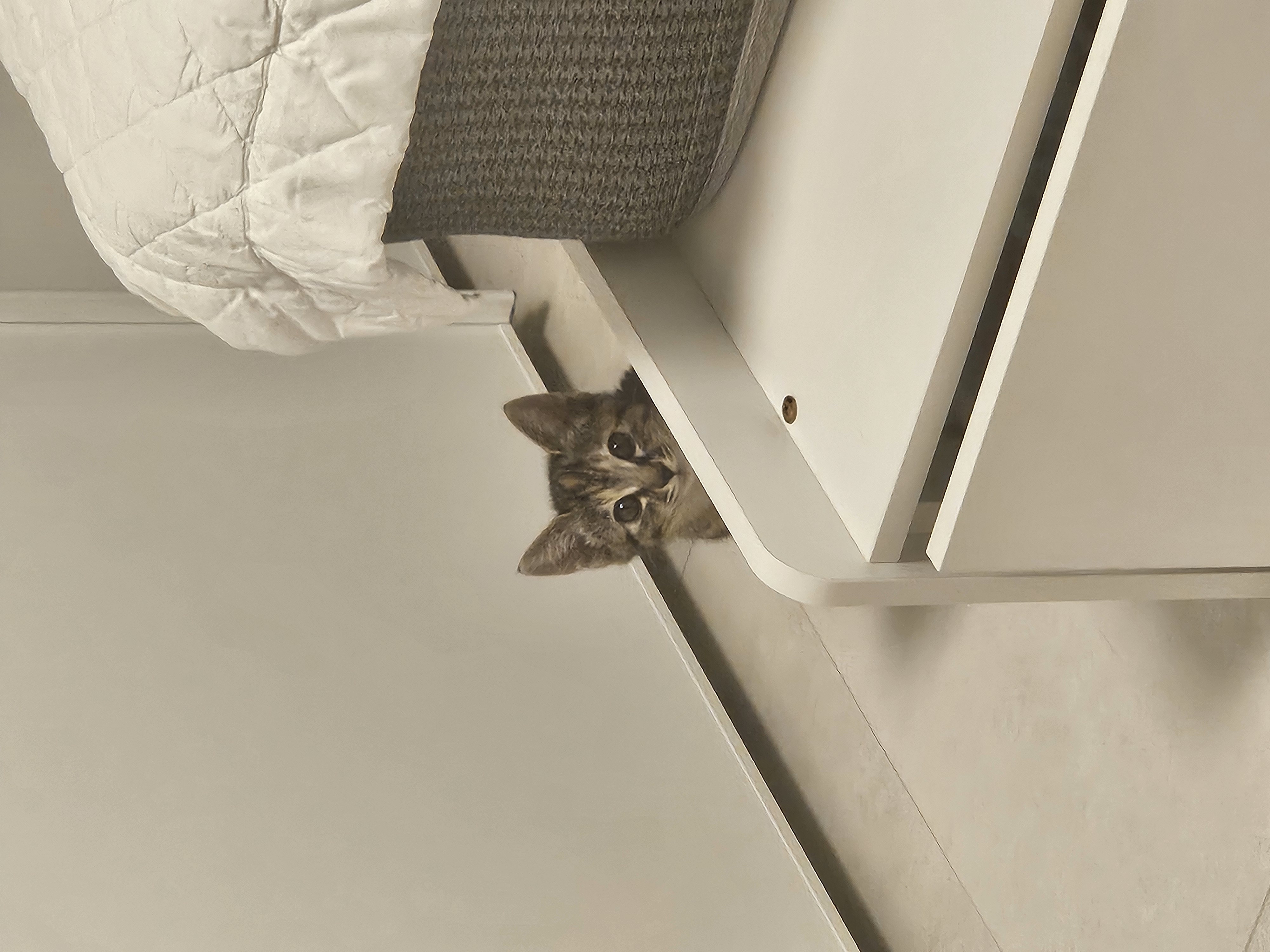 토란이의 1달 적응기