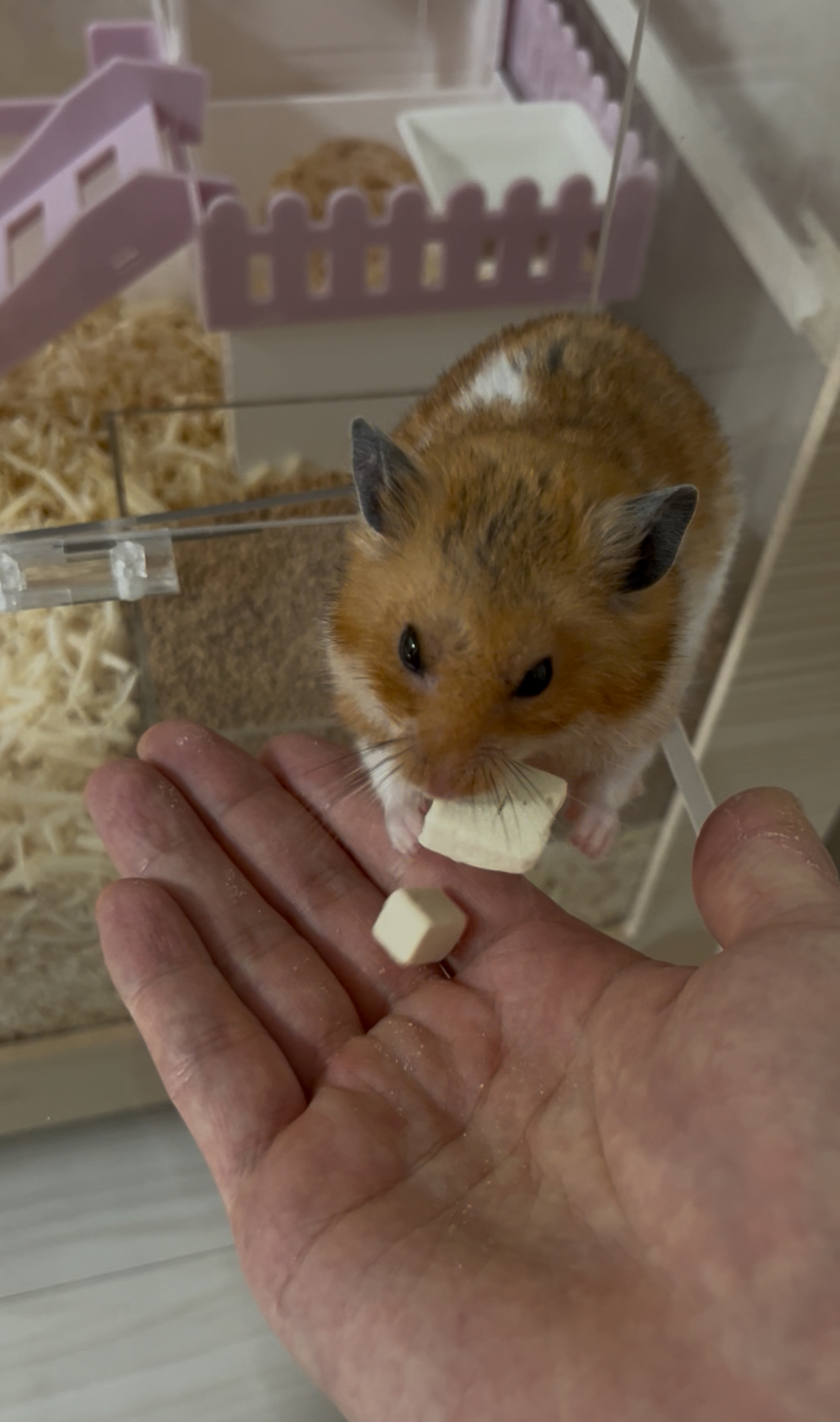 아마도 곧 2살 되는 온햄이