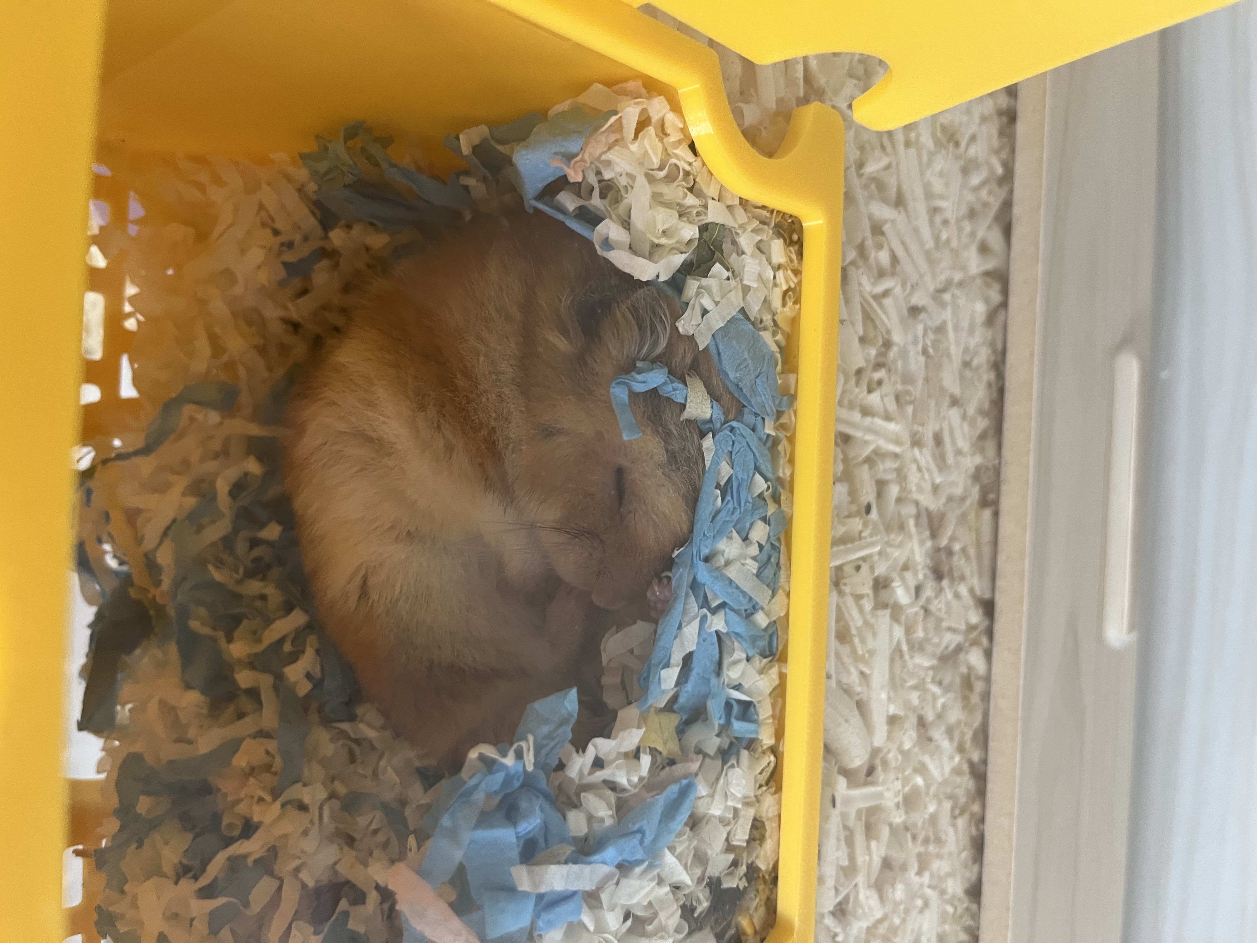 아마도 곧 2살 되는 온햄이