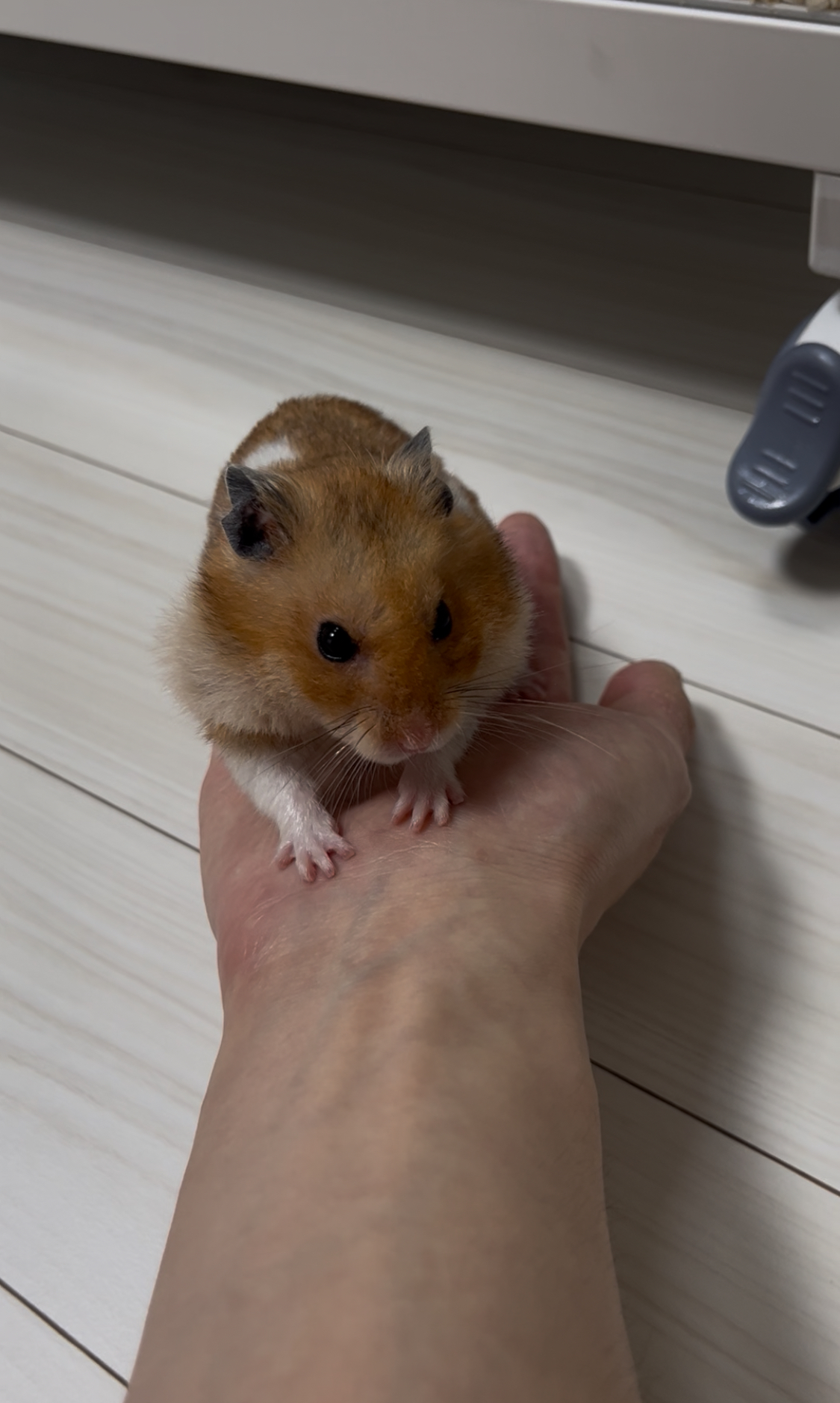 아마도 곧 2살 되는 온햄이