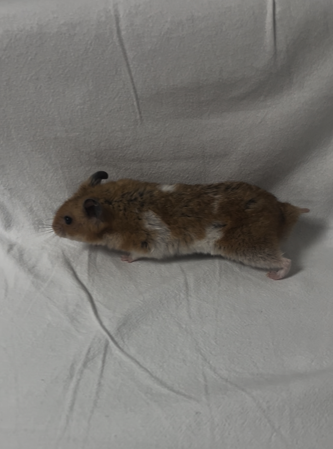 아마도 곧 2살 되는 온햄이