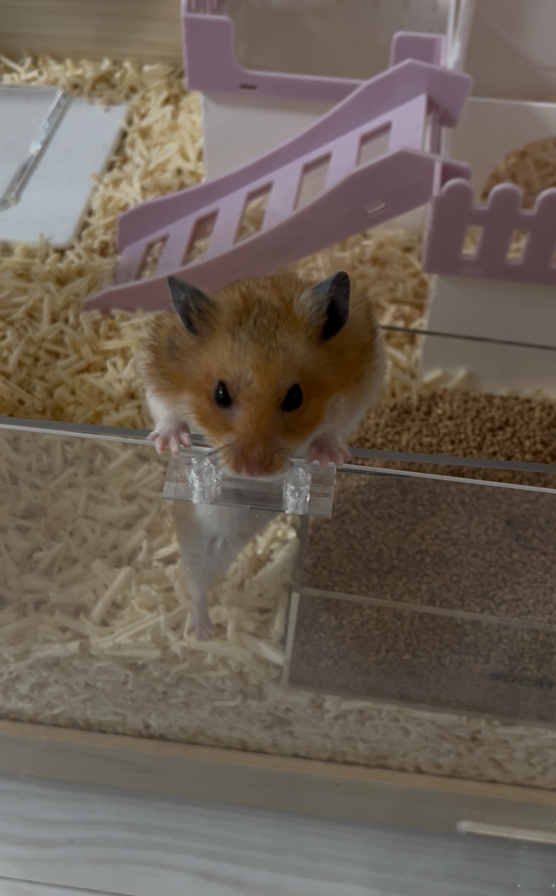 아마도 곧 2살 되는 온햄이