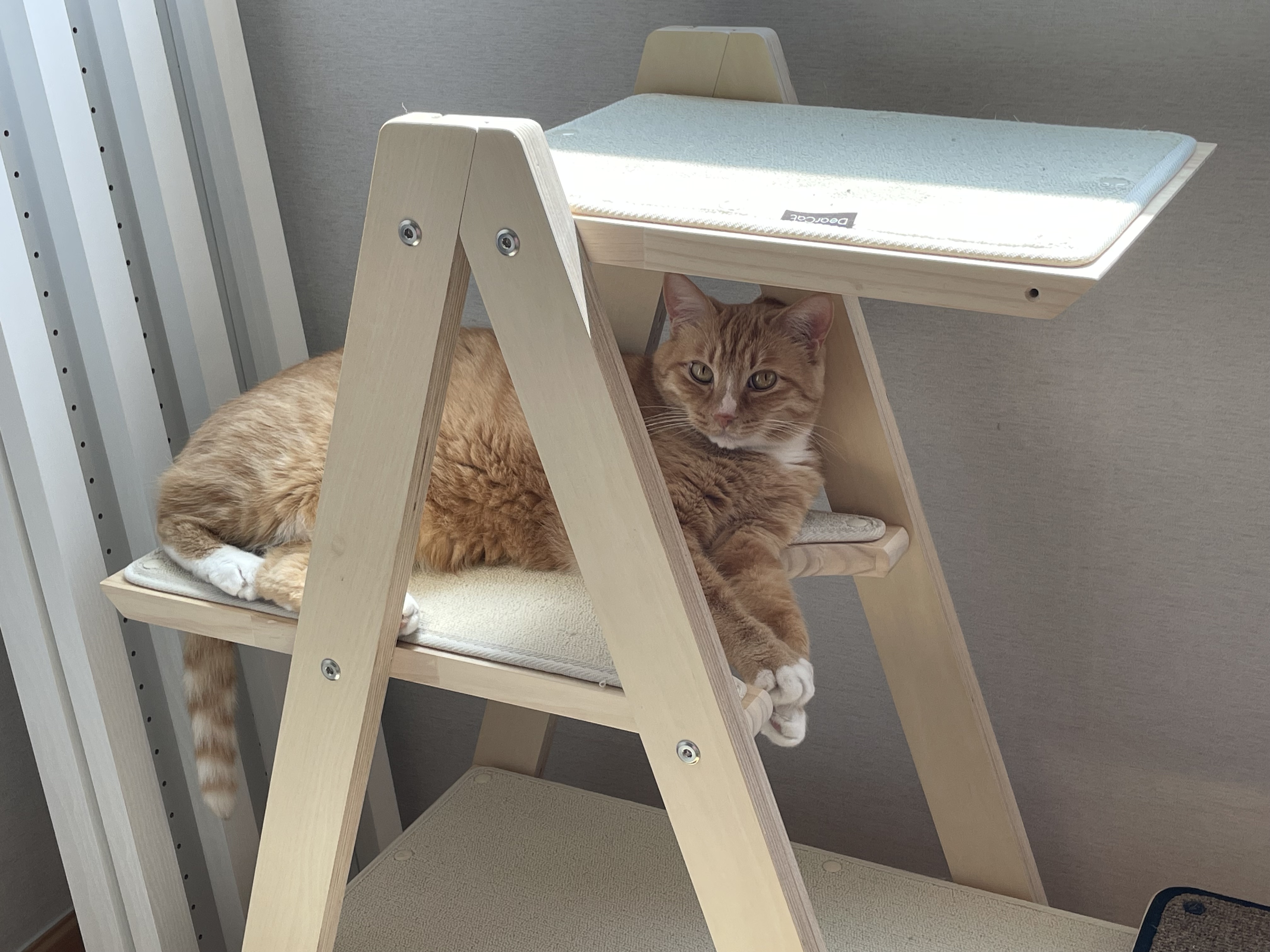 애옹이(리쿠)와의 세 달째의 기록