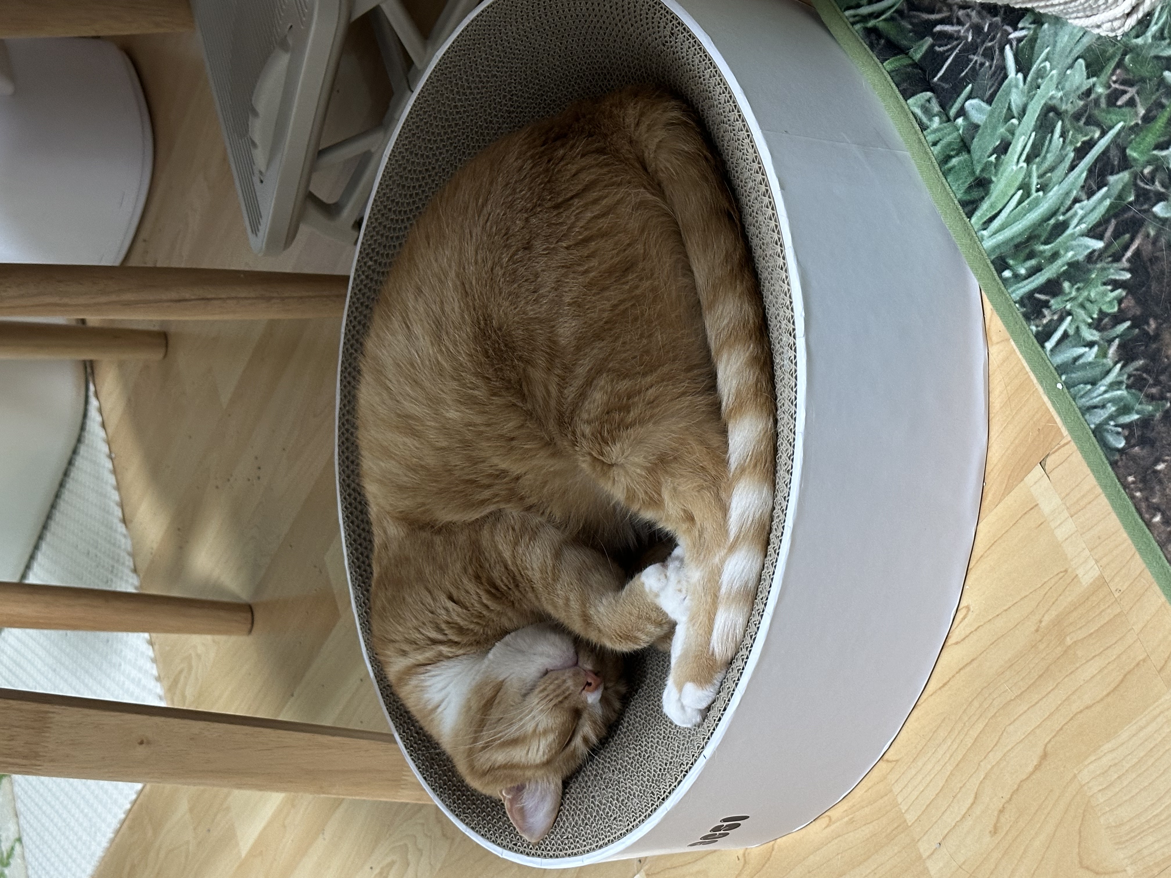 애옹이(리쿠)와의 세 달째의 기록