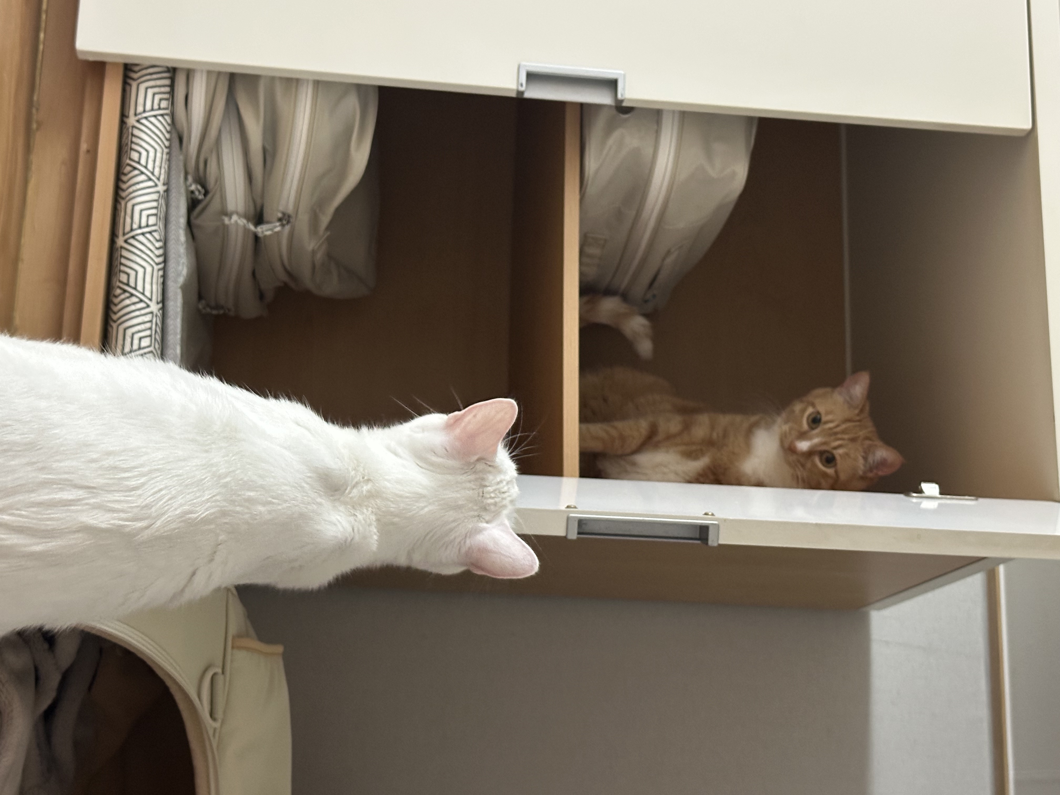 애옹이(리쿠)와의 세 달째의 기록