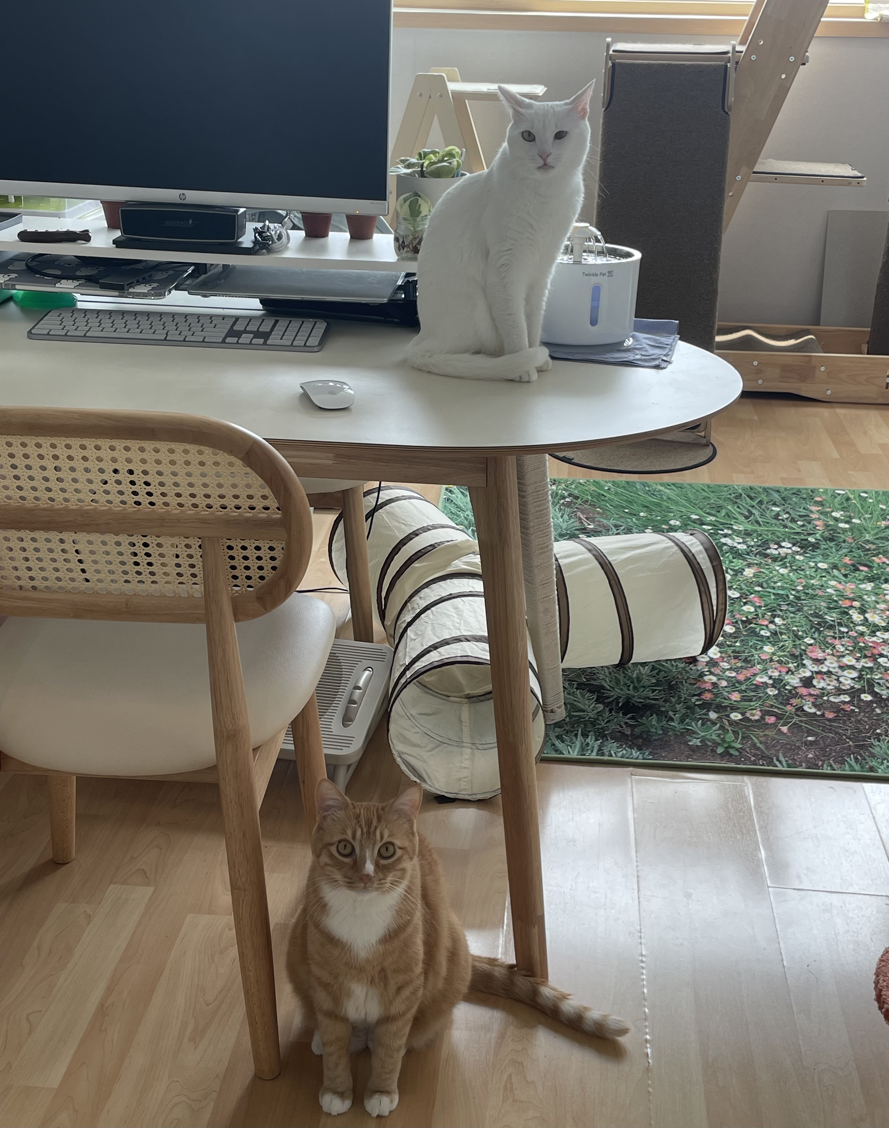 애옹이(리쿠)와의 세 달째의 기록