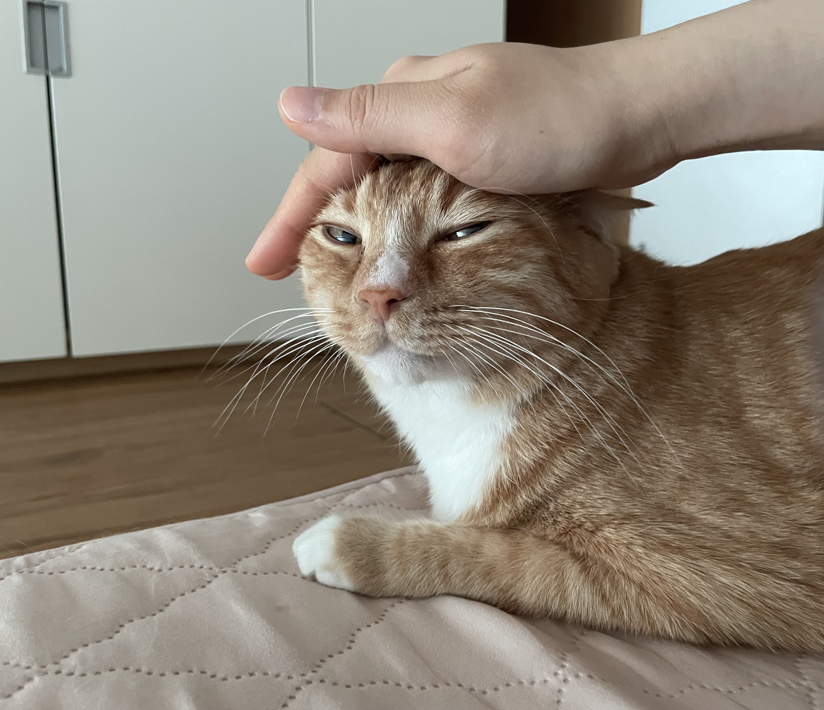 애옹이(리쿠)와의 세 달째의 기록