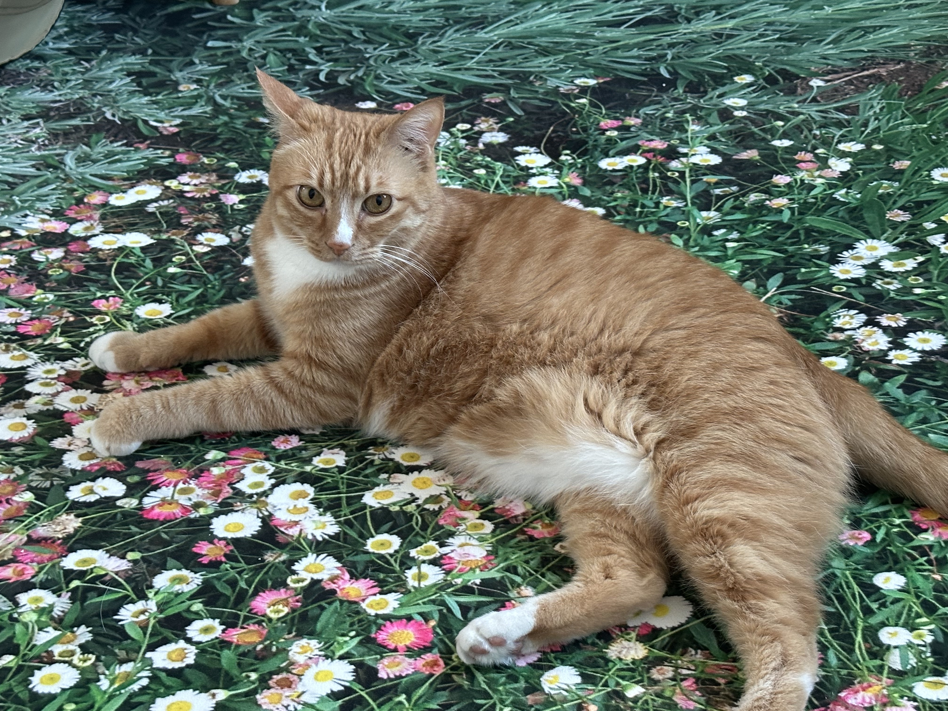 애옹이(리쿠)와의 세 달째의 기록