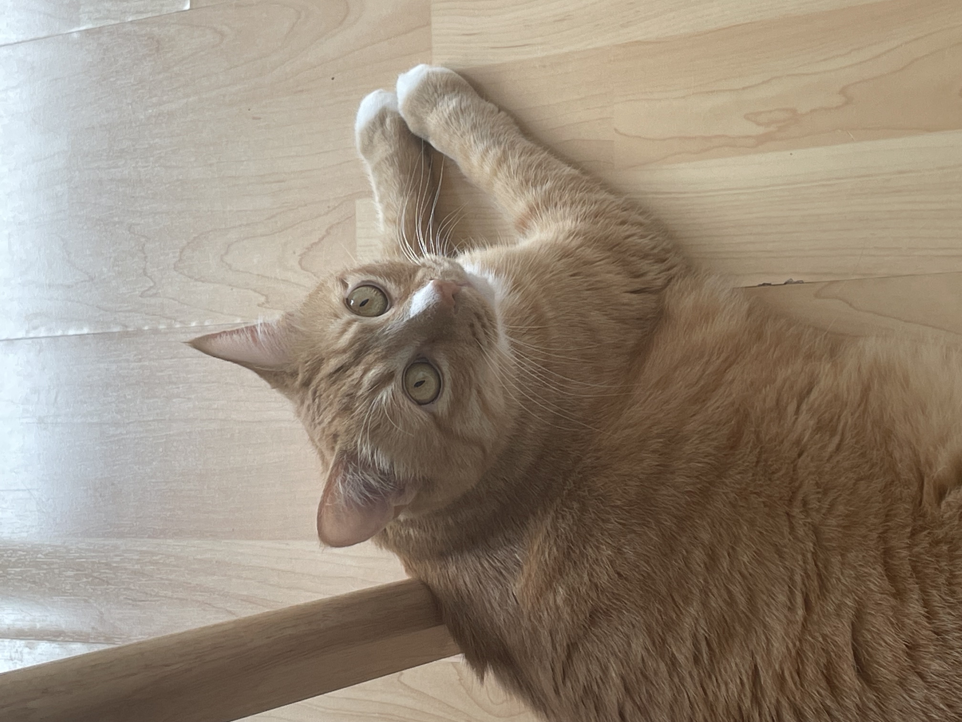 애옹이(리쿠)와의 세 달째의 기록