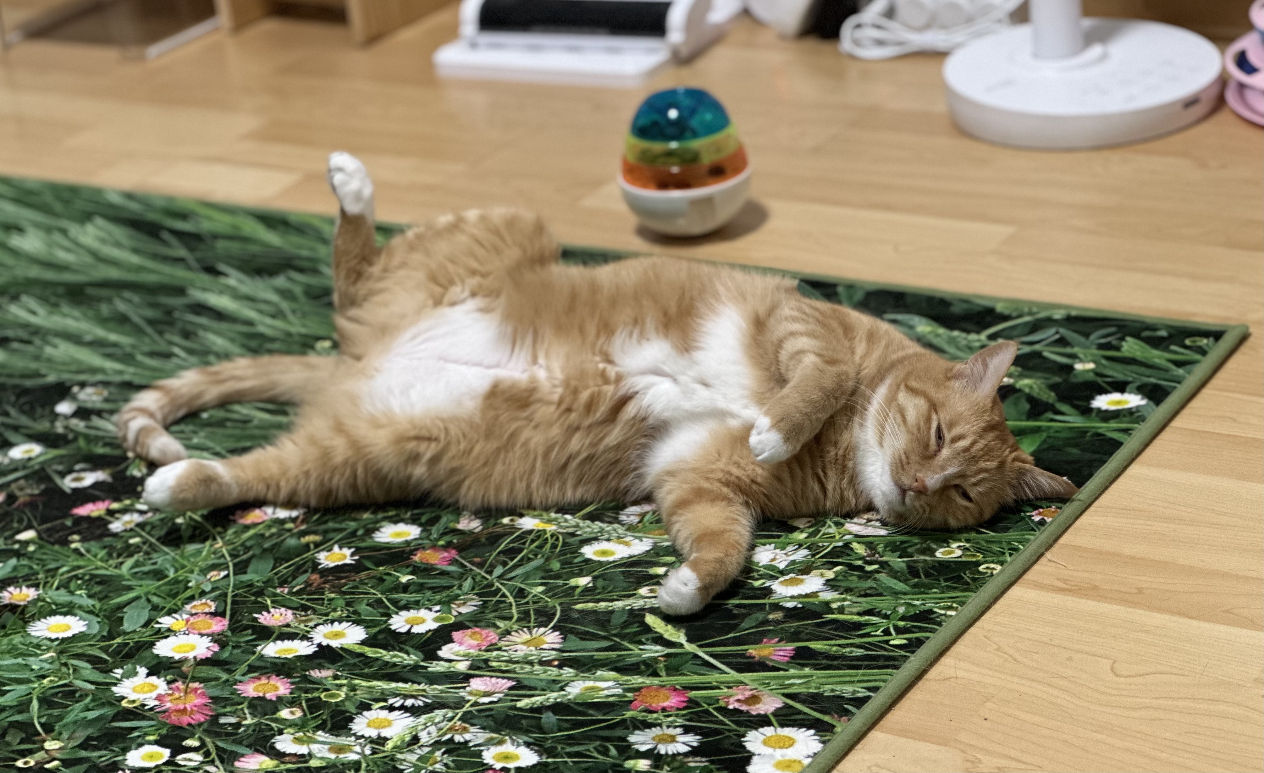 애옹이(리쿠)와의 세 달째의 기록