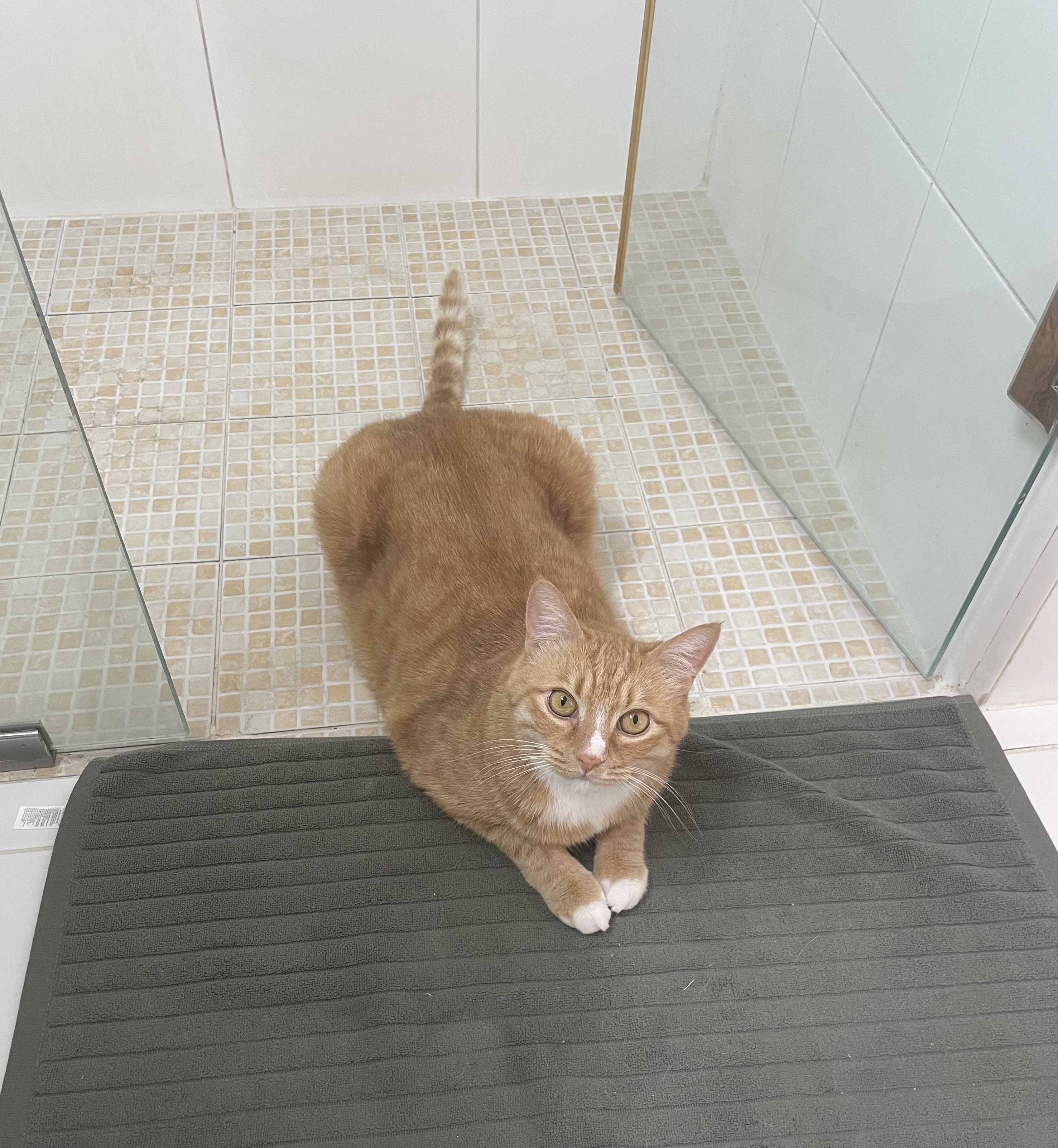 애옹이(리쿠)와의 세 달째의 기록