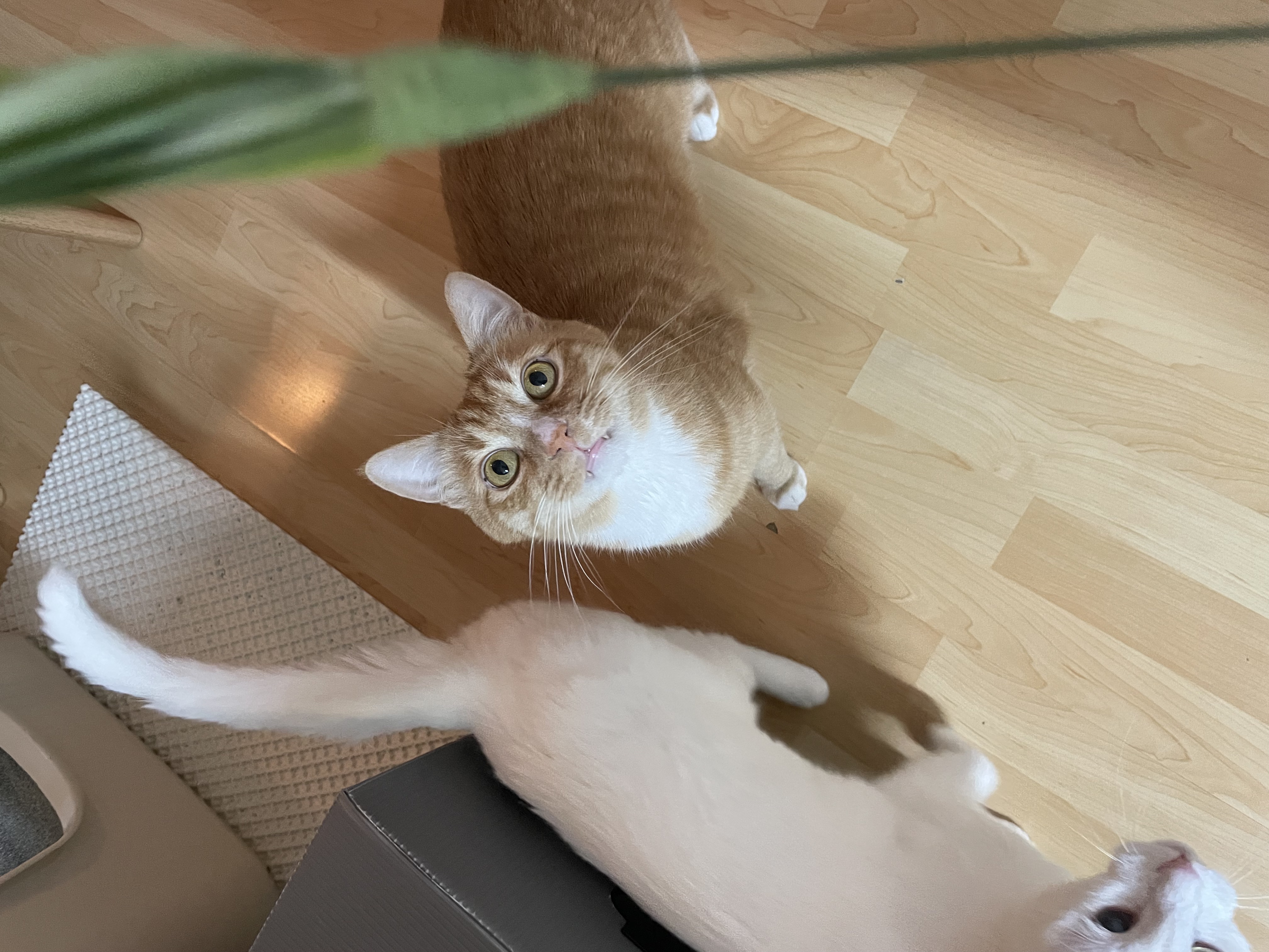 애옹이(리쿠)와의 세 달째의 기록