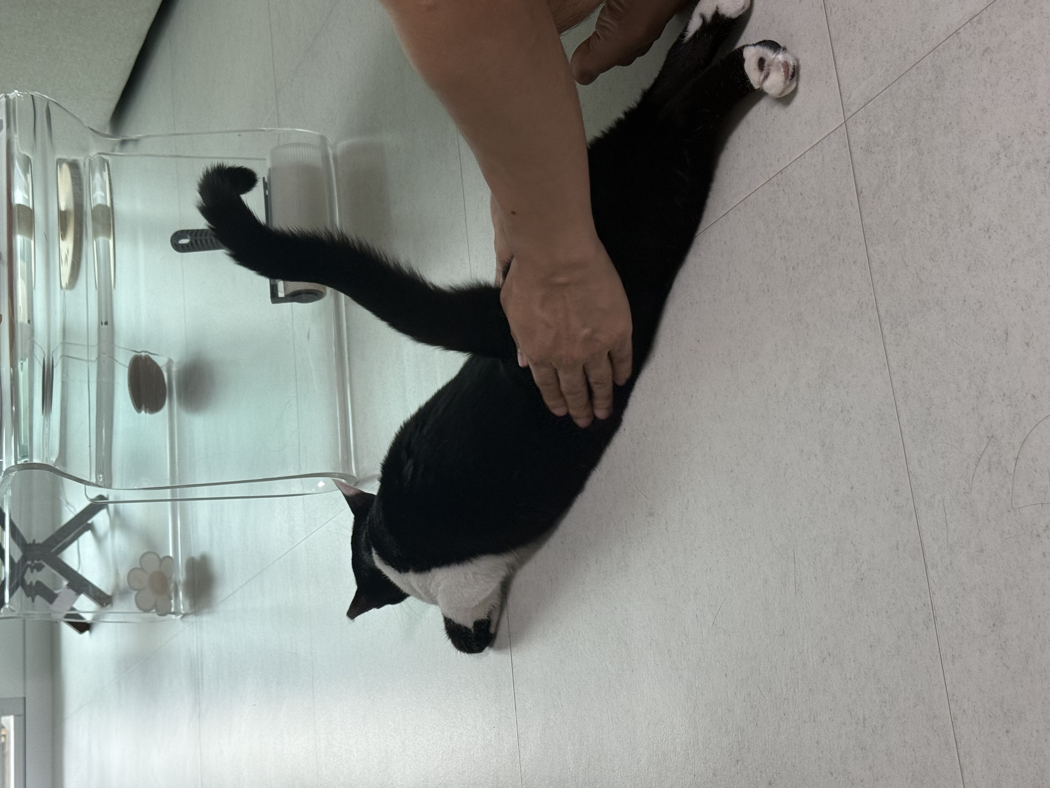 오디(까망이) 입양 일주일 후기