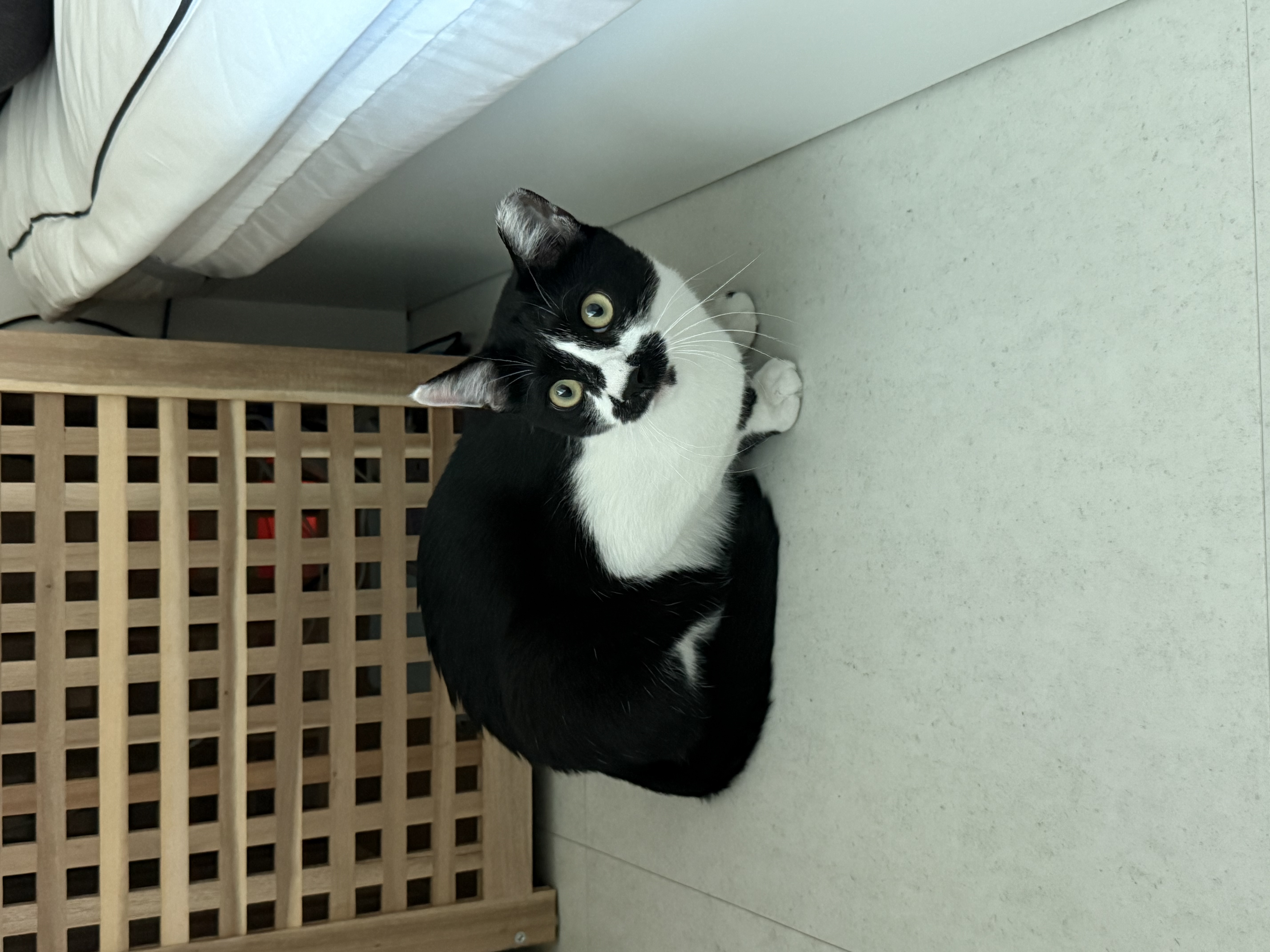오디(까망이) 입양 일주일 후기