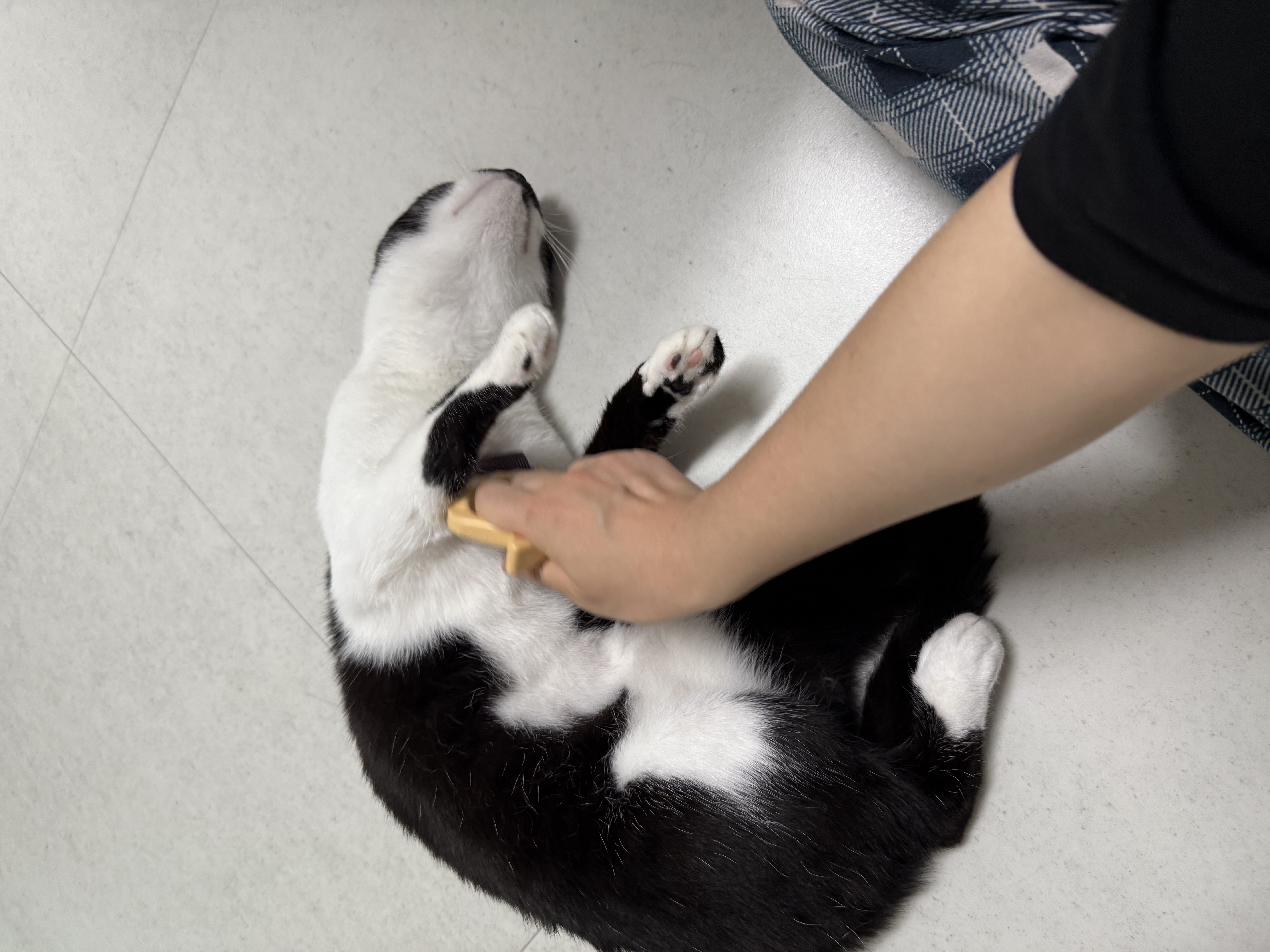 오디(까망이) 입양 일주일 후기