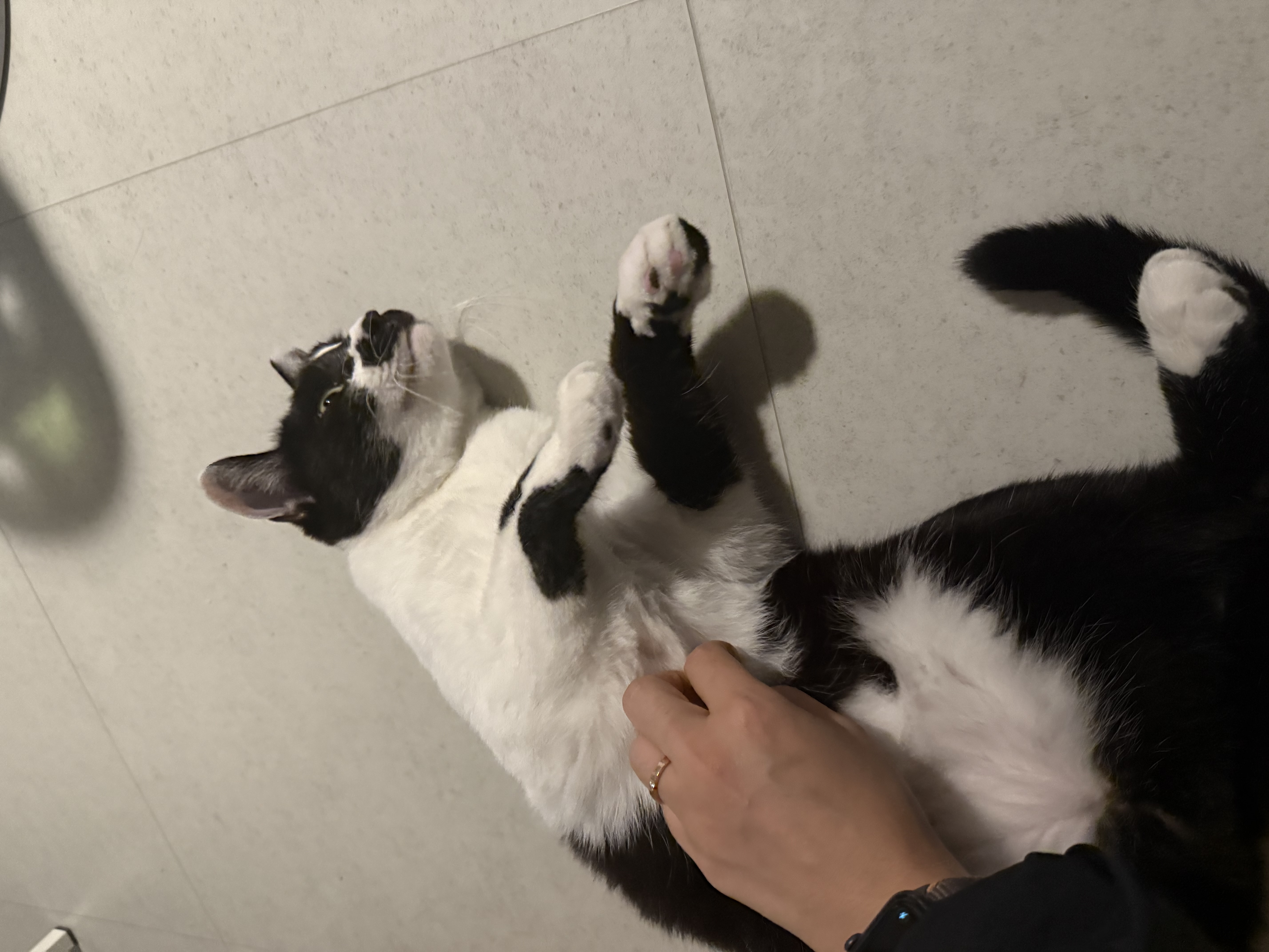 오디(까망이) 입양 일주일 후기