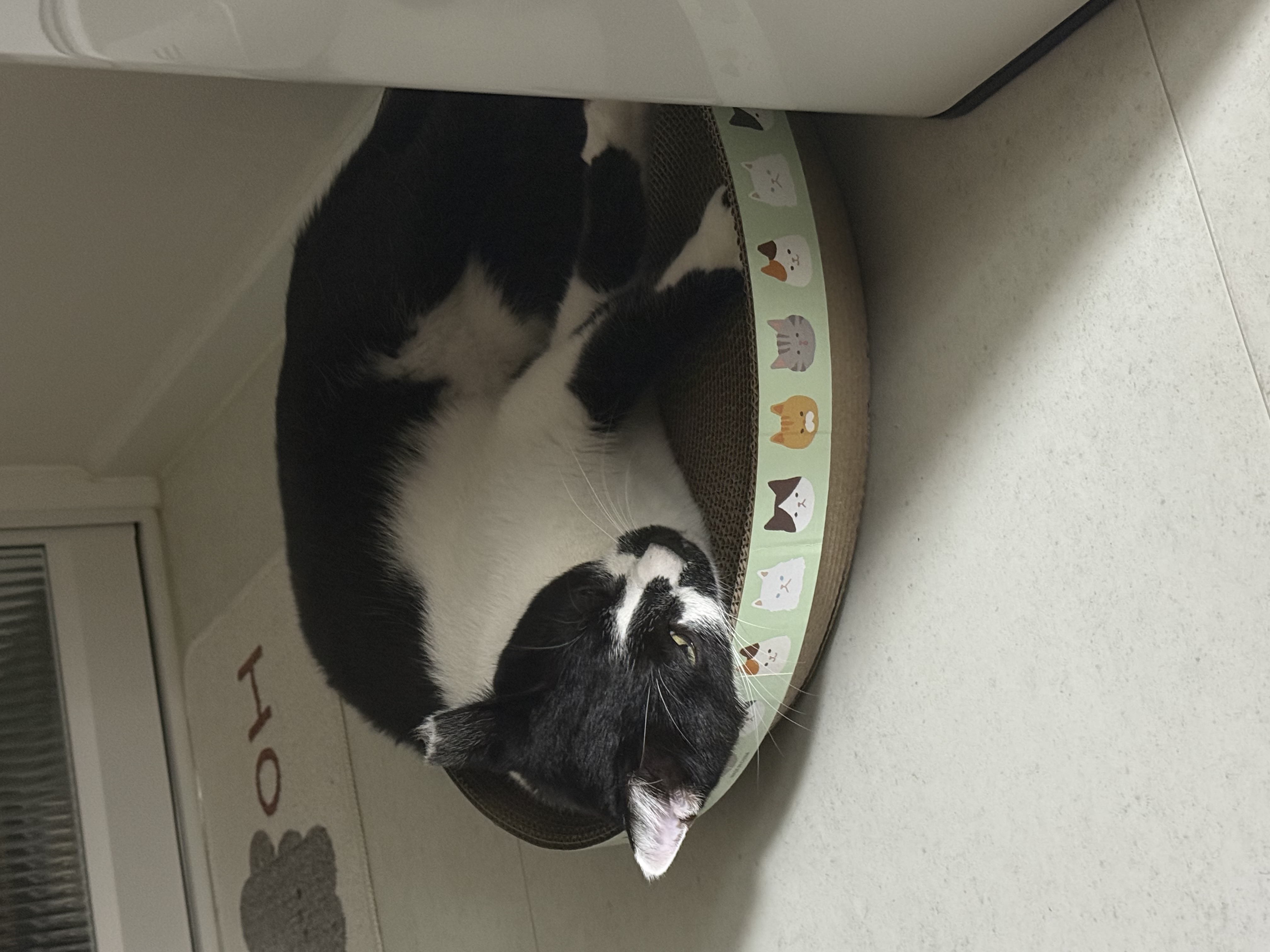 오디(까망이) 입양 일주일 후기