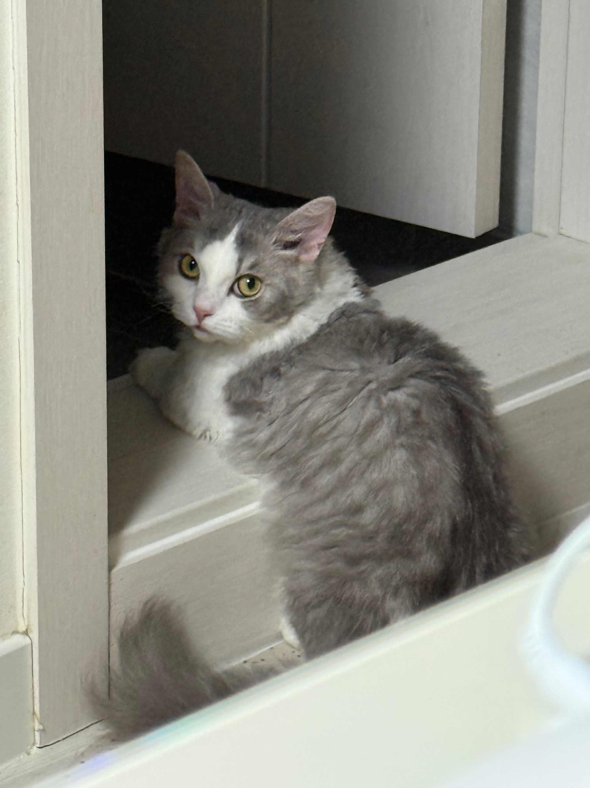 세상에 둘도 없는 천사냥 단비(몽땅이) 3개월차 후기