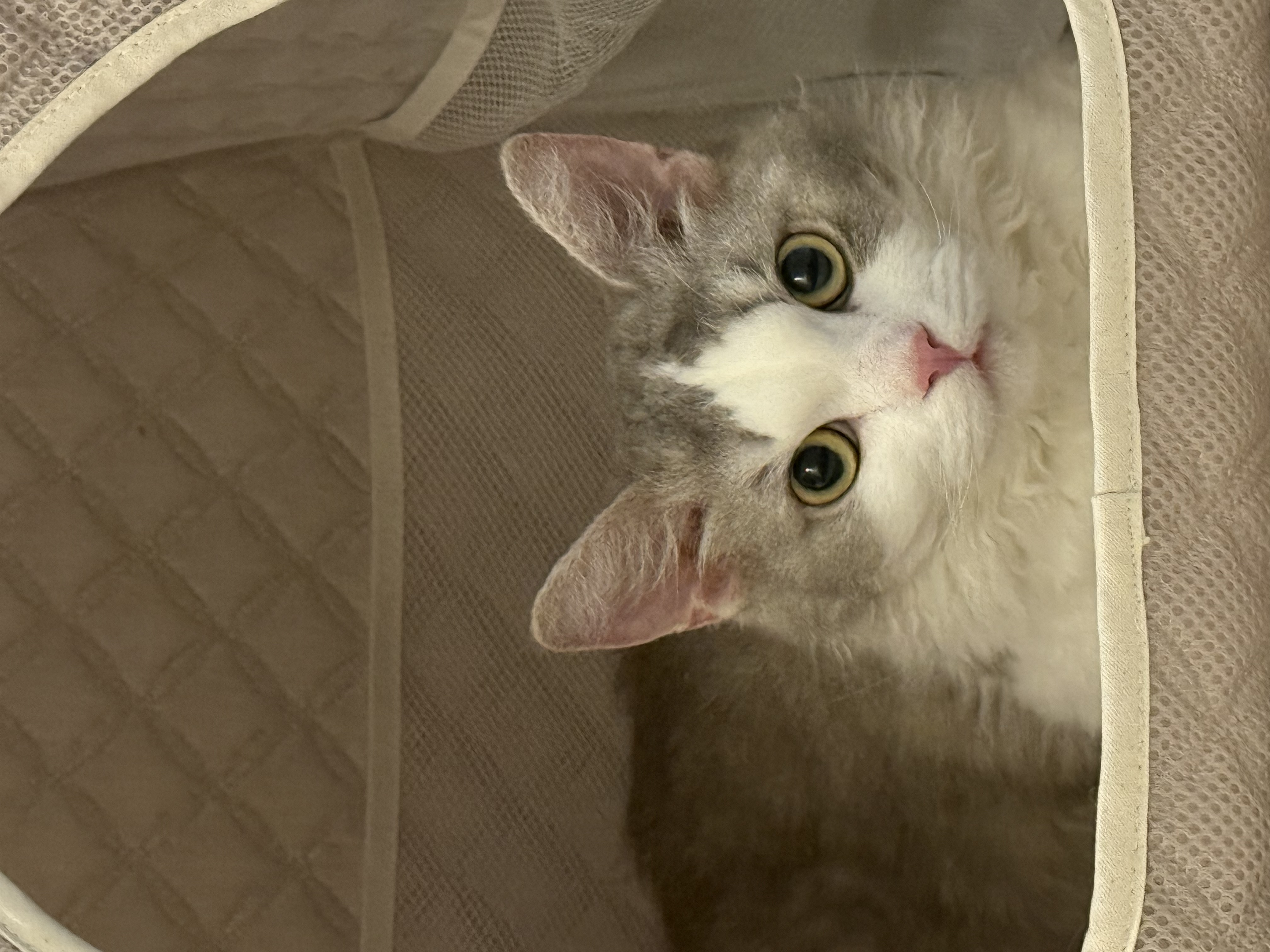 세상에 둘도 없는 천사냥 단비(몽땅이) 3개월차 후기