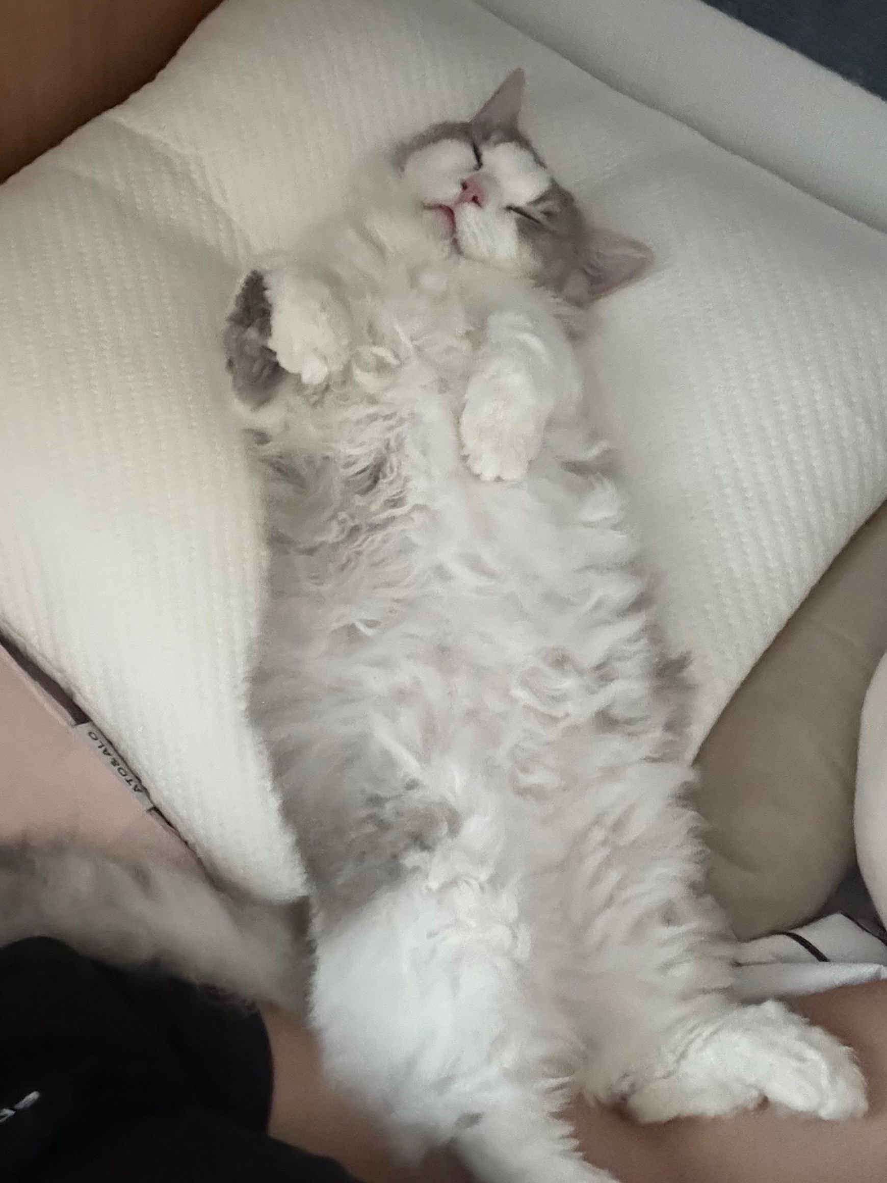 세상에 둘도 없는 천사냥 단비(몽땅이) 3개월차 후기