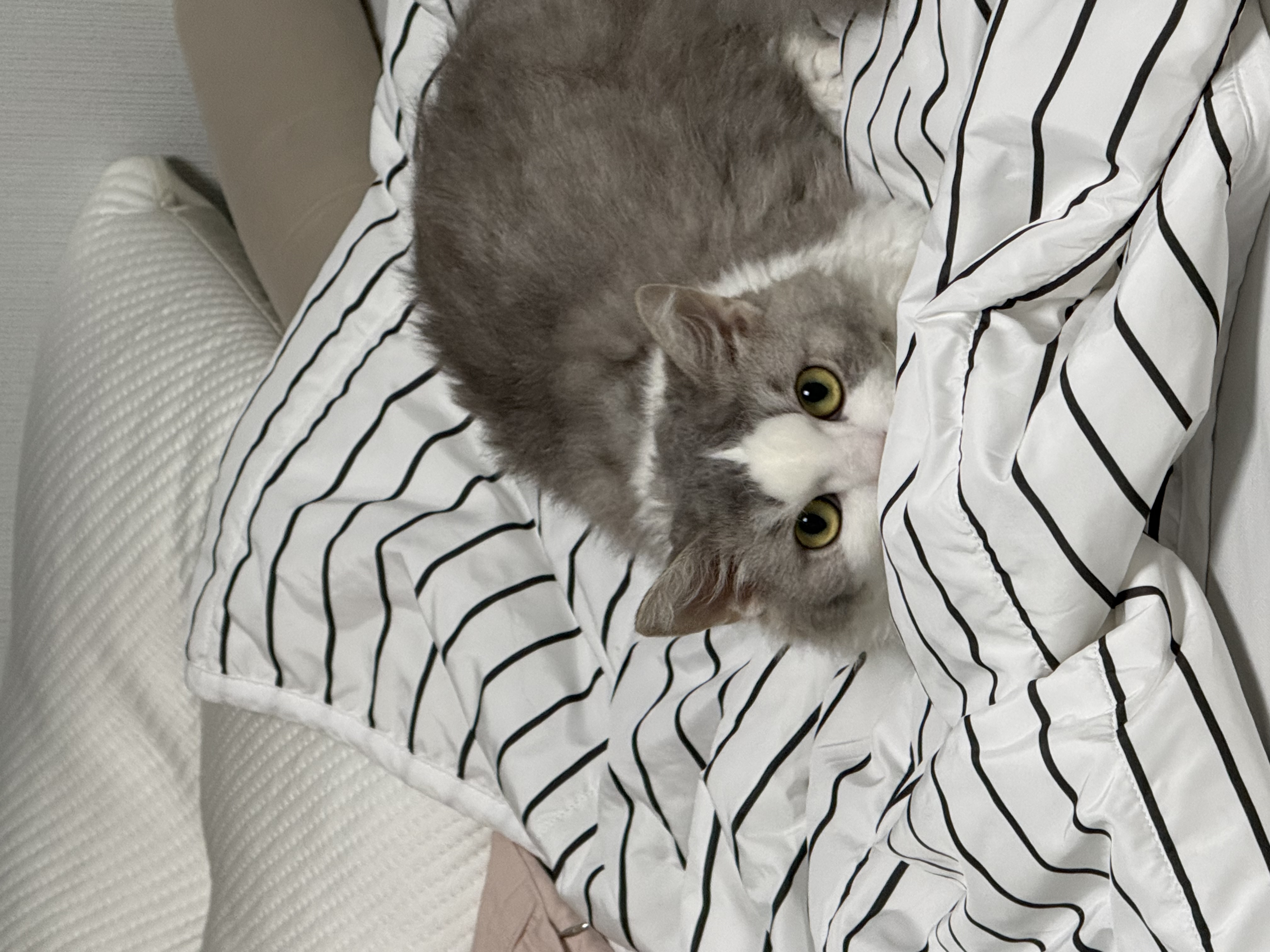 세상에 둘도 없는 천사냥 단비(몽땅이) 3개월차 후기