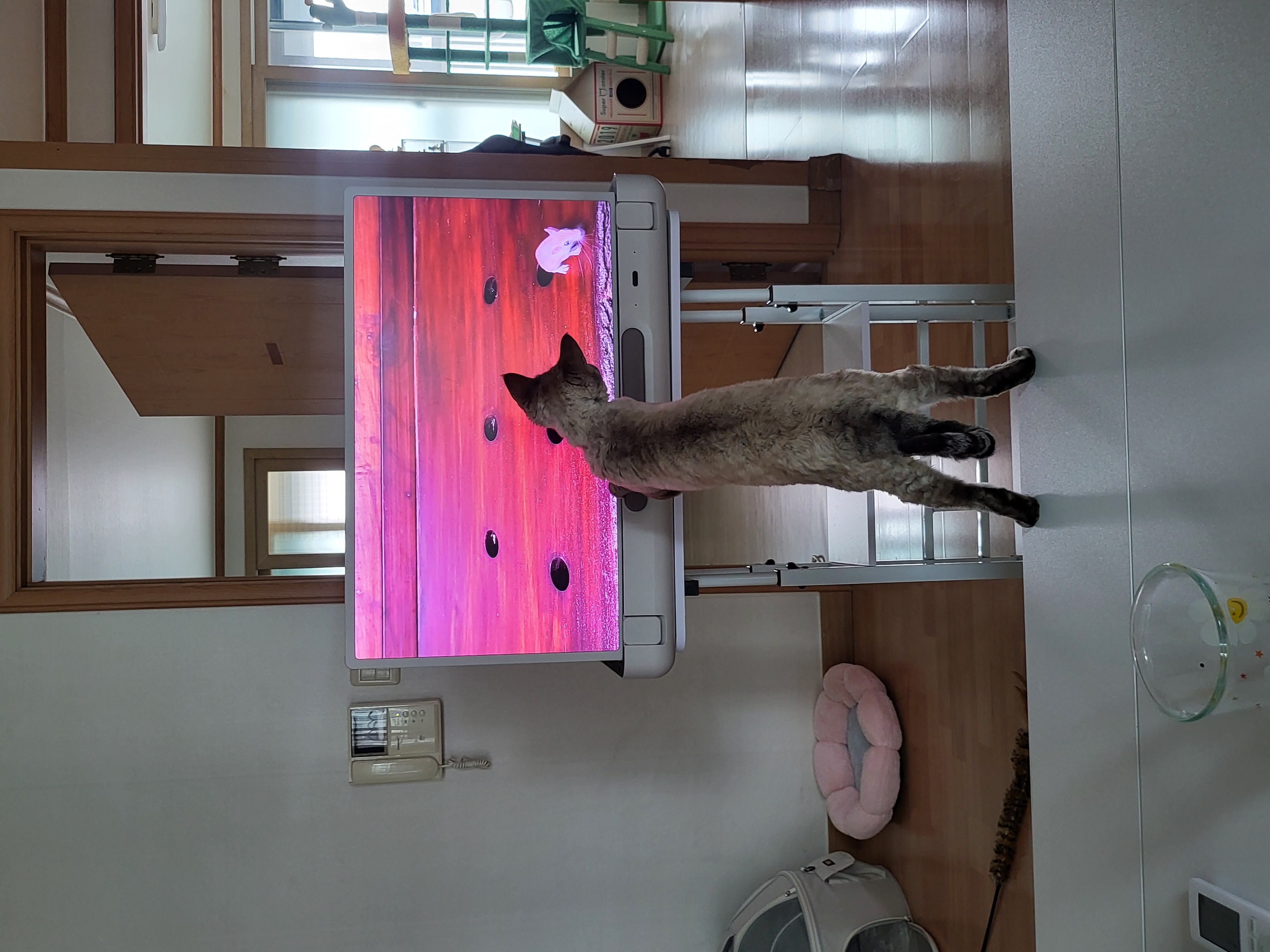 콘팡이와 함께한 한달간의 이야기